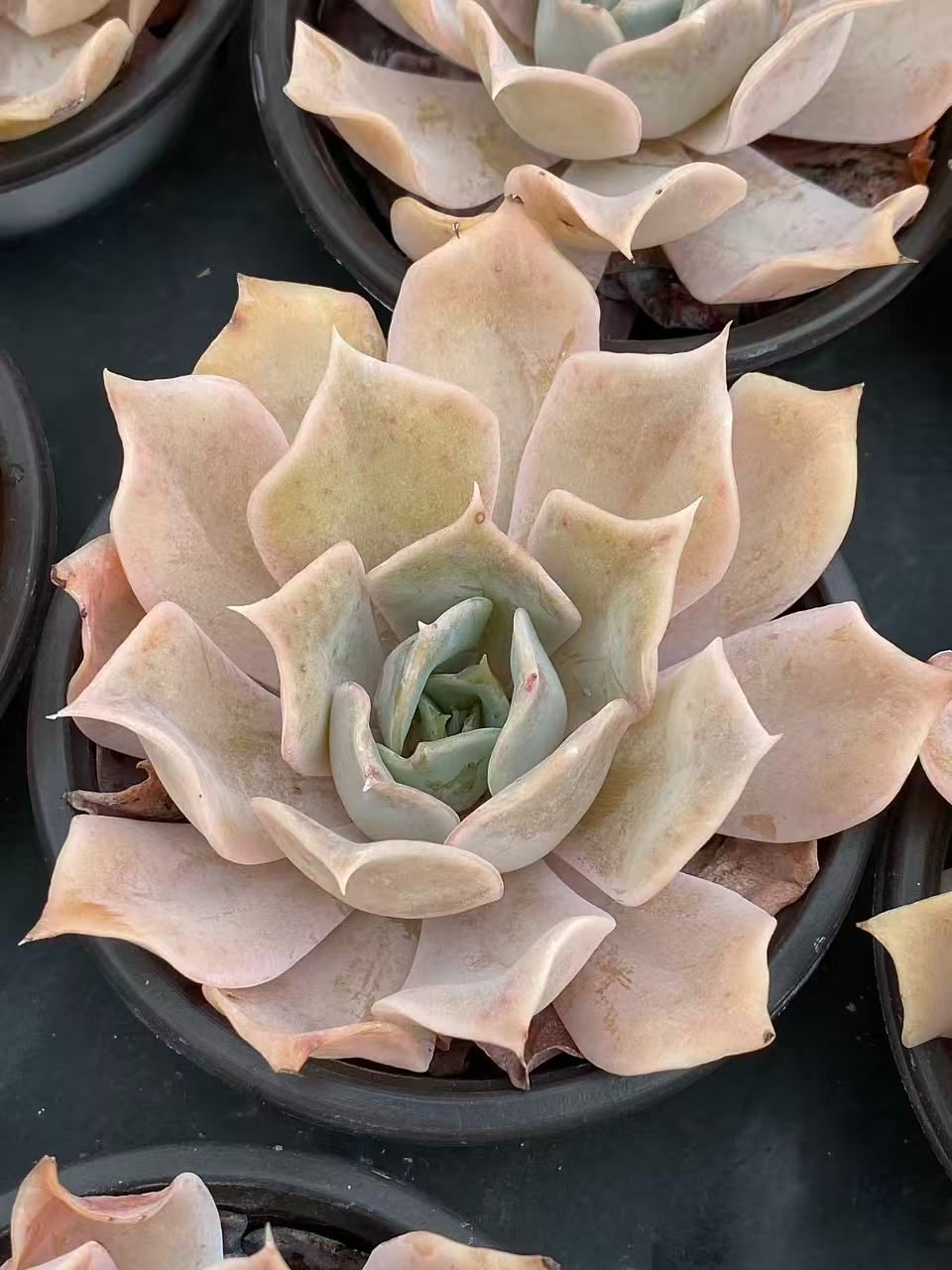 新入荷 サンシャインバラ ZM1744×50鉢 抜き苗 多肉植物 アエオニウム エケベリア サボテン 韓国苗