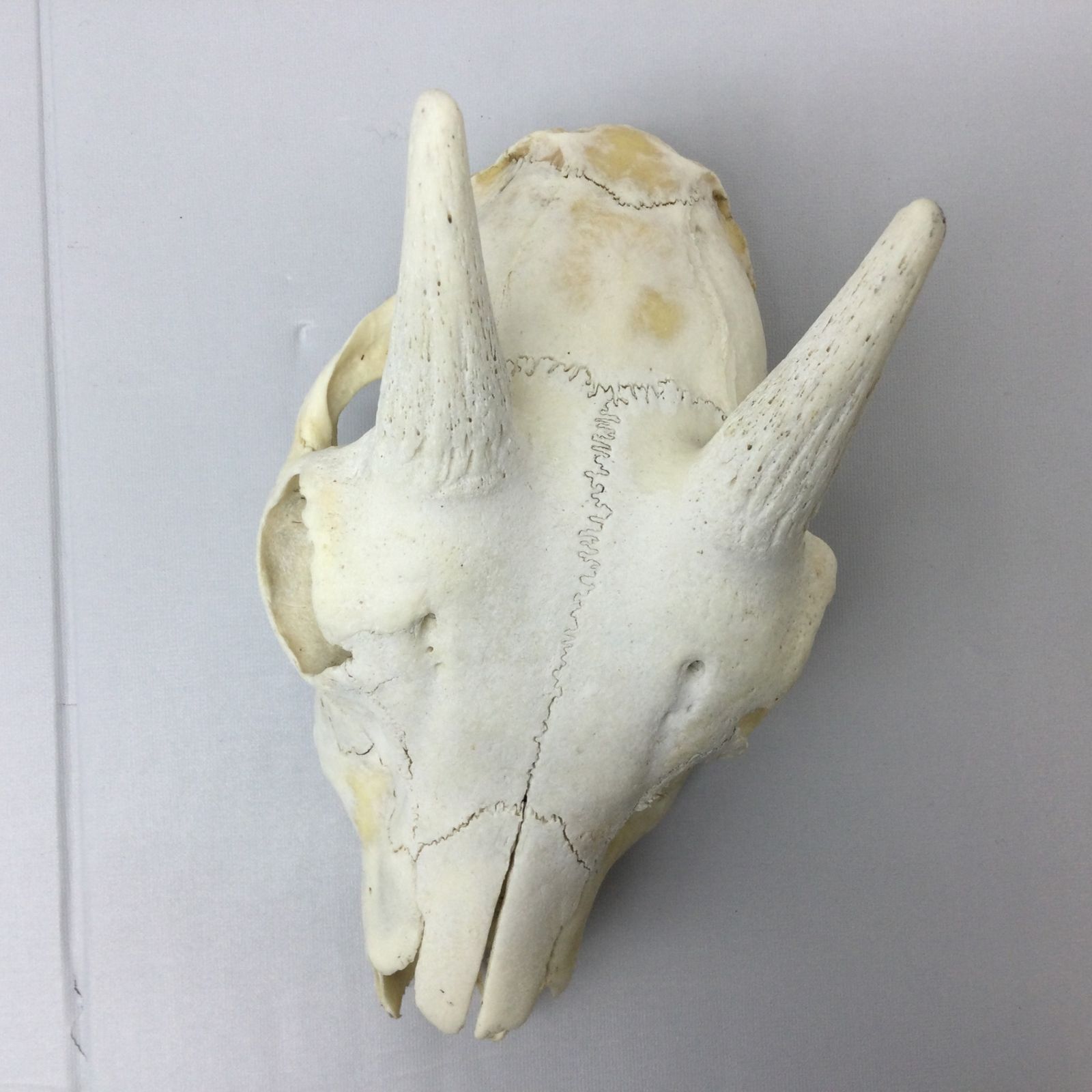 シカ　スカル　頭蓋骨　標本　カモシカ カモシカ頭蓋骨