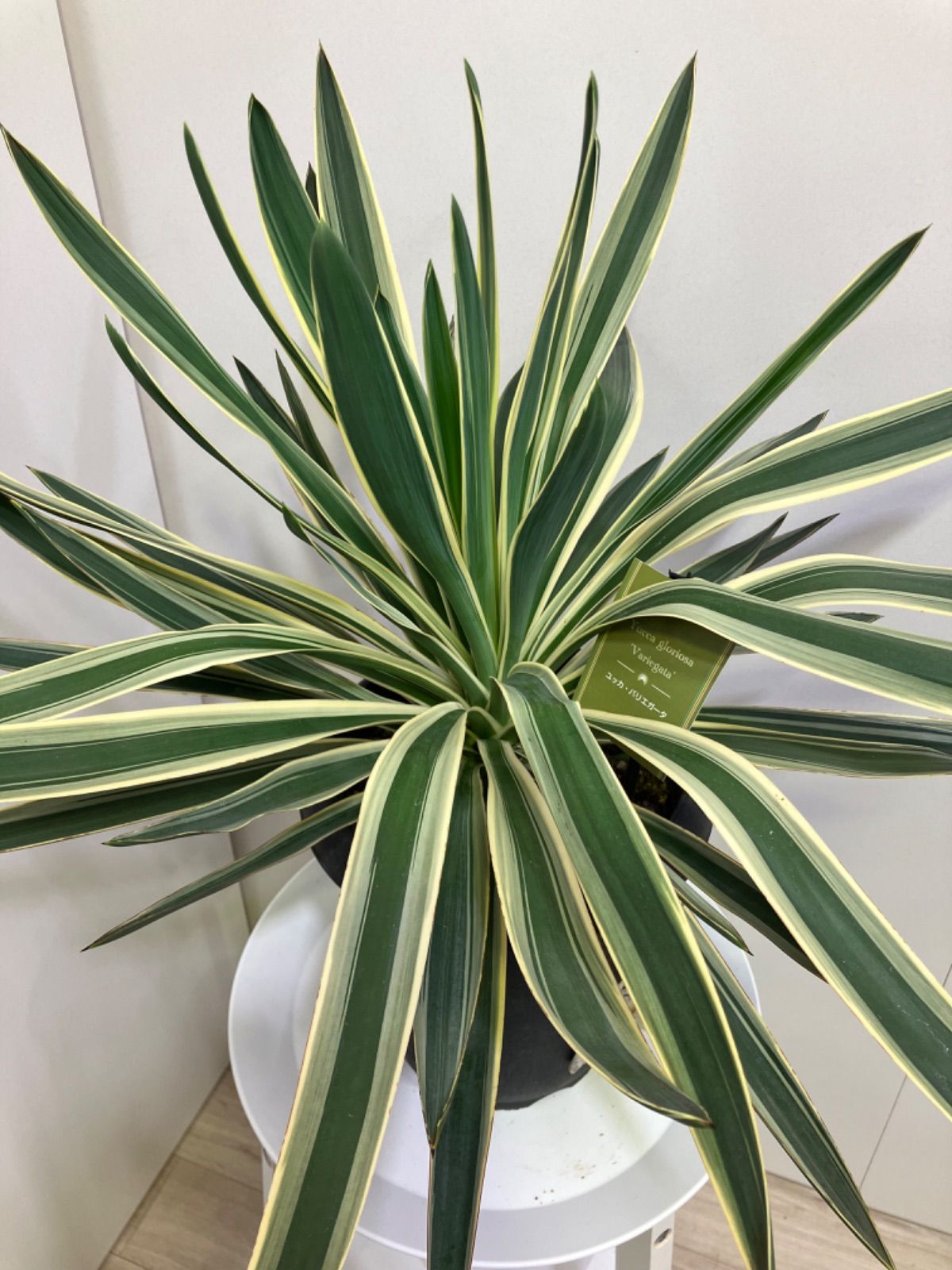 現品】ユッカ・グロリオサ・バリエガータ 7号 白鉢 （8） PLANCHU 観葉