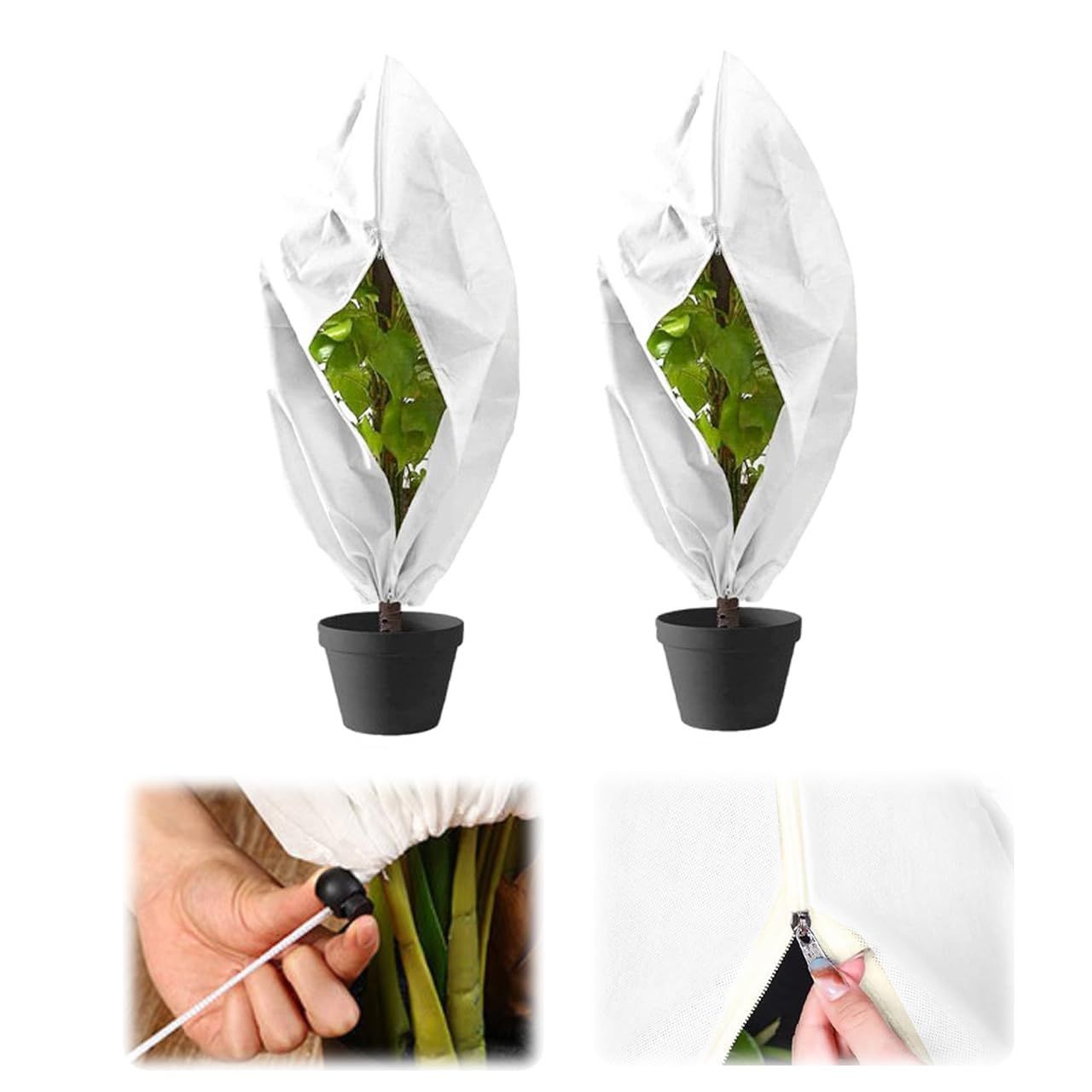 希少 パラゴンライラック ピンク 21cm プレート