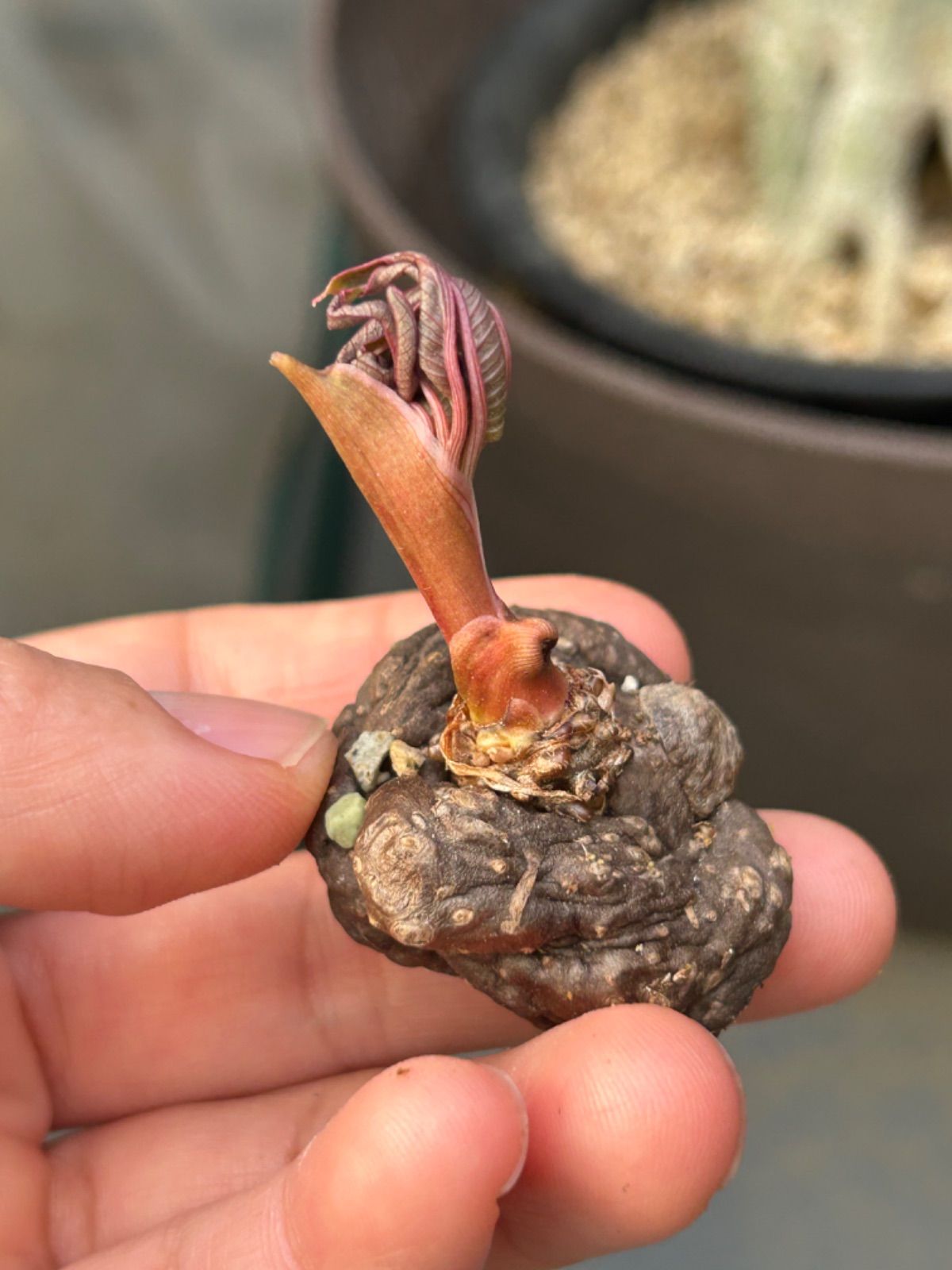 発芽Amorphophallus atroviridis アモルフォファルス アトロビリディス塊根植物 商品選べない アモルフォファルス  アトロビリディス/Amorphophallus.At mサイズ - メルカリ