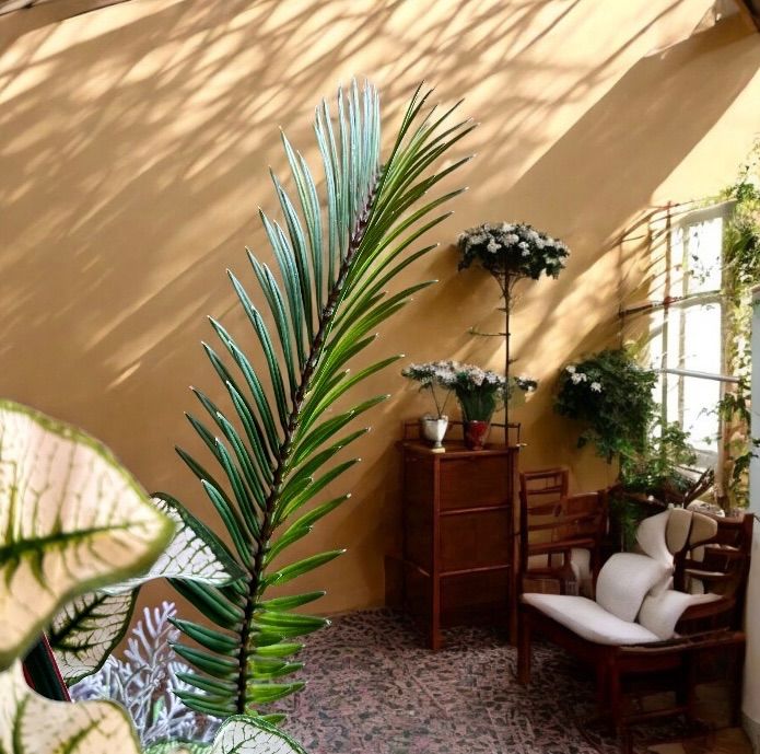 光触媒　人工観葉植物　ウォールグリーン　フェイクグリーン　カラジュームとサイラン 光触媒 人工観葉植物 ウォールグリーン フェイクグリーン カラジューム