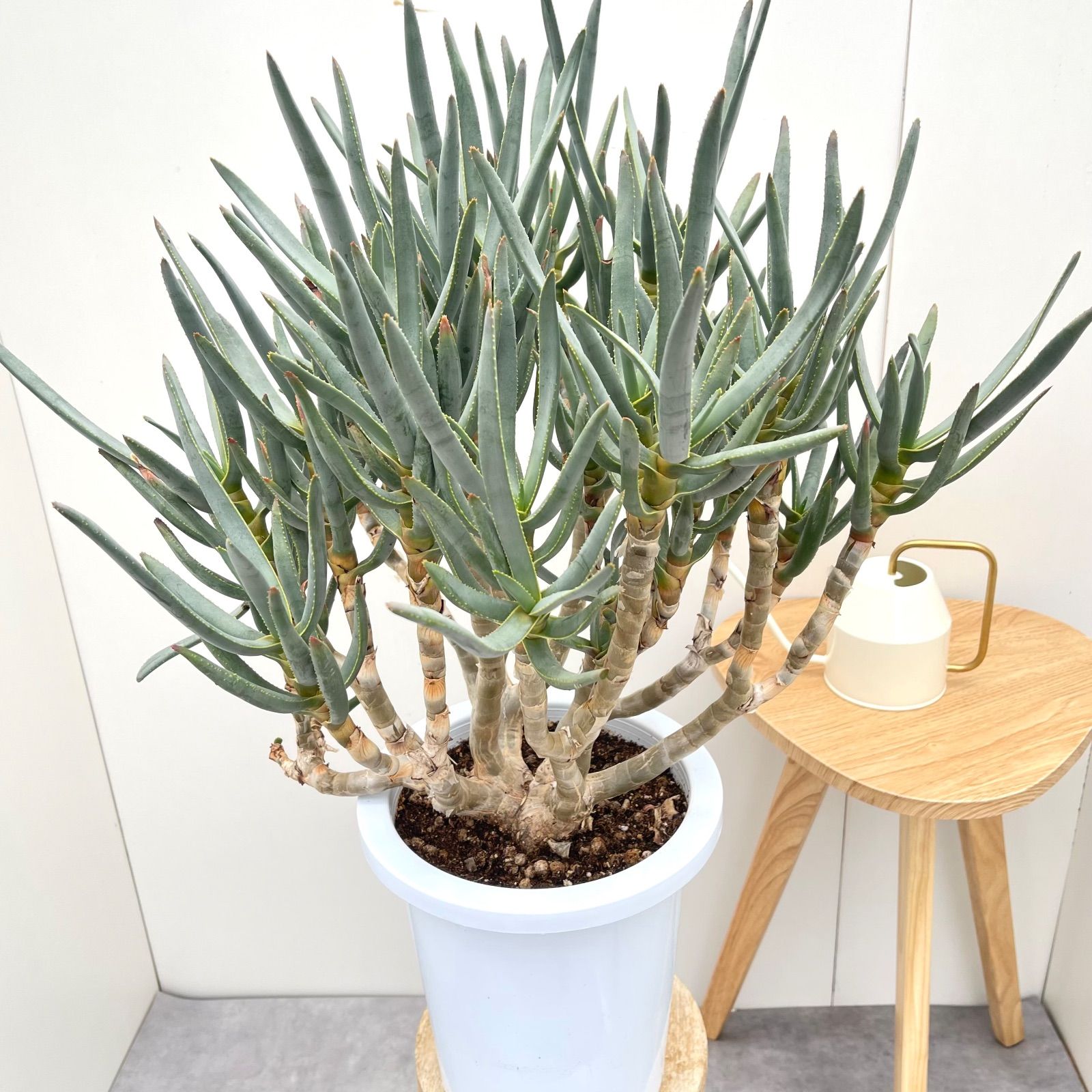 アロエ ラモシシマ 現品 観葉植物 多肉植物 ドライガーデン