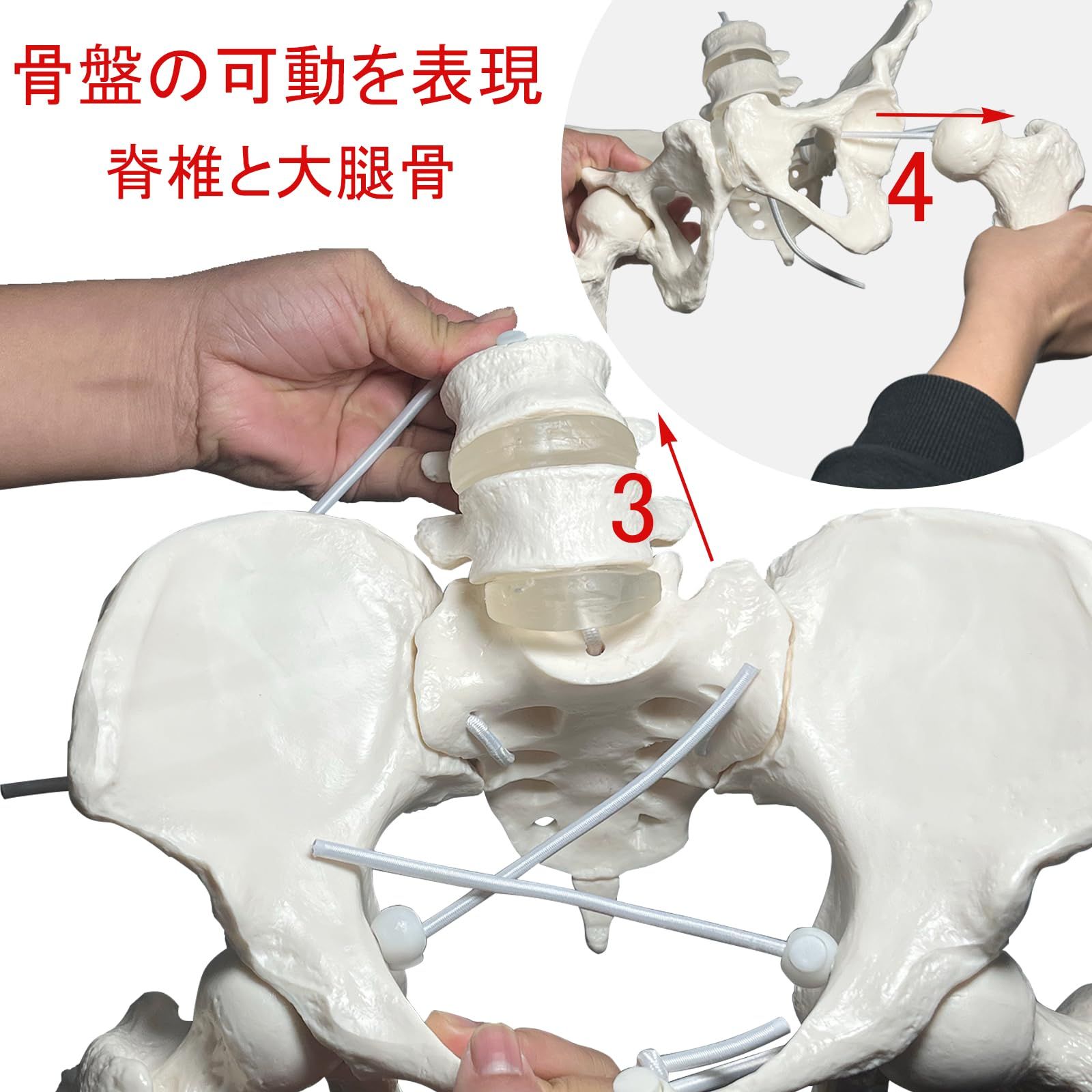 即納】timiland 骨盤模型 人体模型 骨模型 可動骨格モデル 仙腸