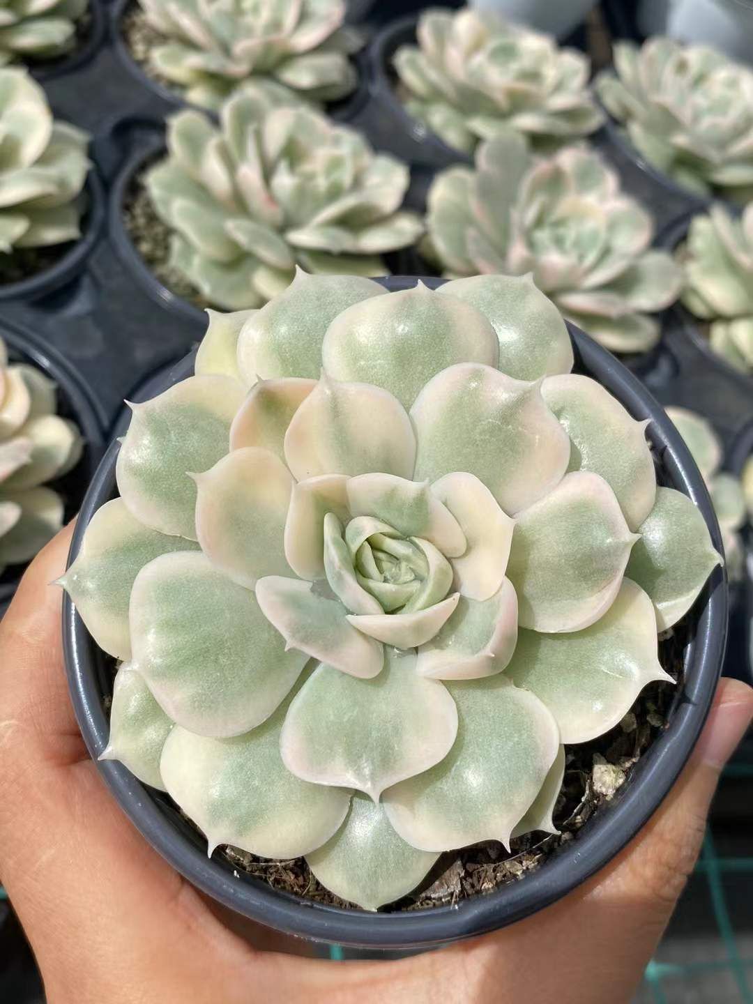 ファッション姫 通販 オンスノー錦単頭 抜き苗 MY278×40株 多肉植物 ふっくら その他多肉植物