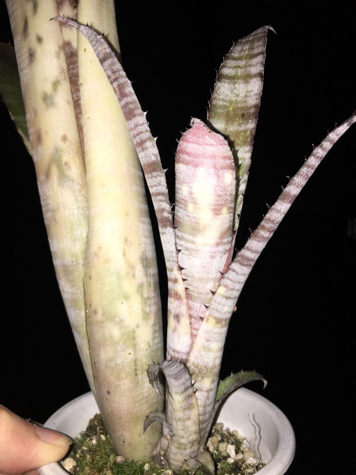 Billbergia 'Pipeline' Billbergia 'Pipeline' (開花株)〔ビルベルギア