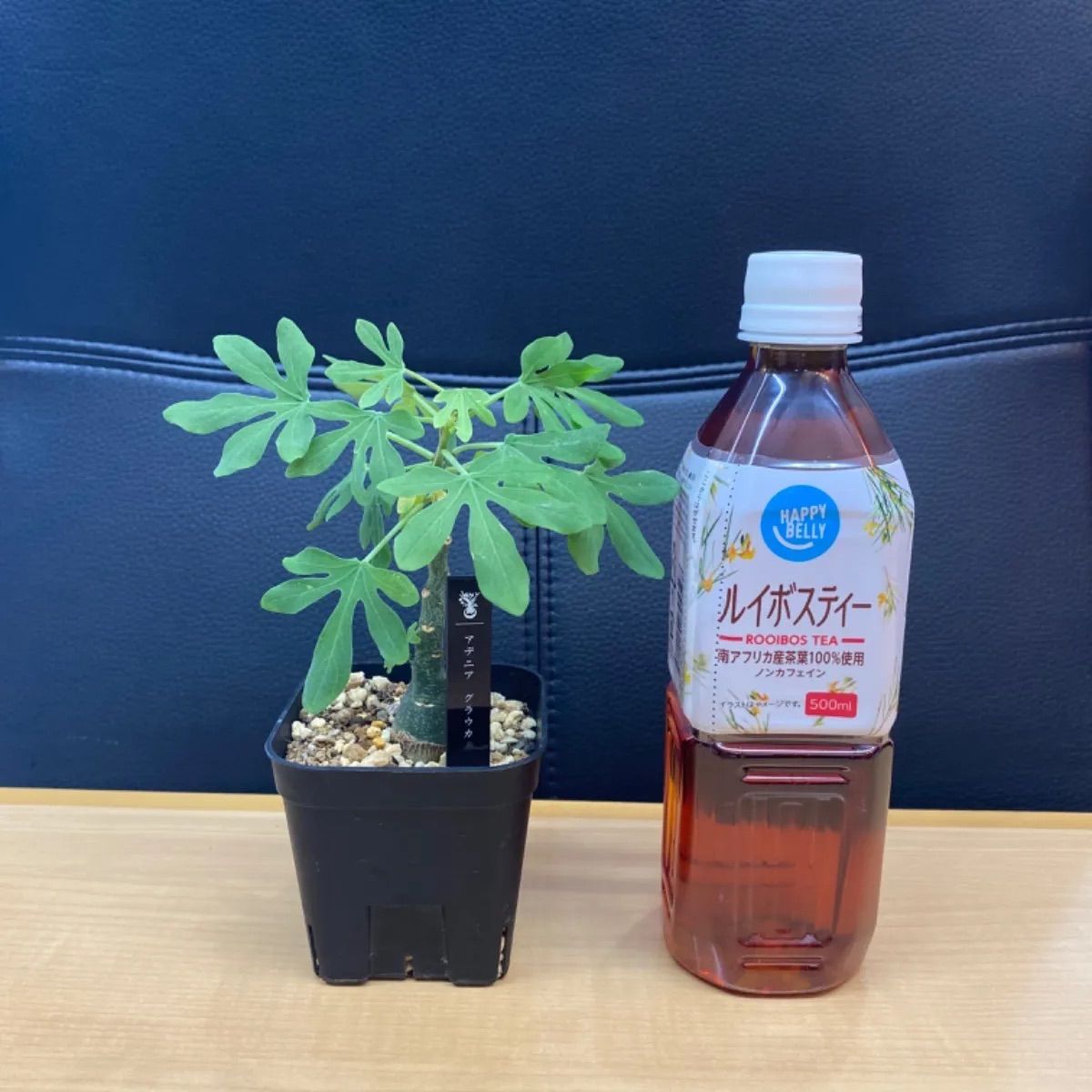 アデニアグラウカ 現品鉢ごと発送 アデニア・グラウカ 【鉢のまま発送