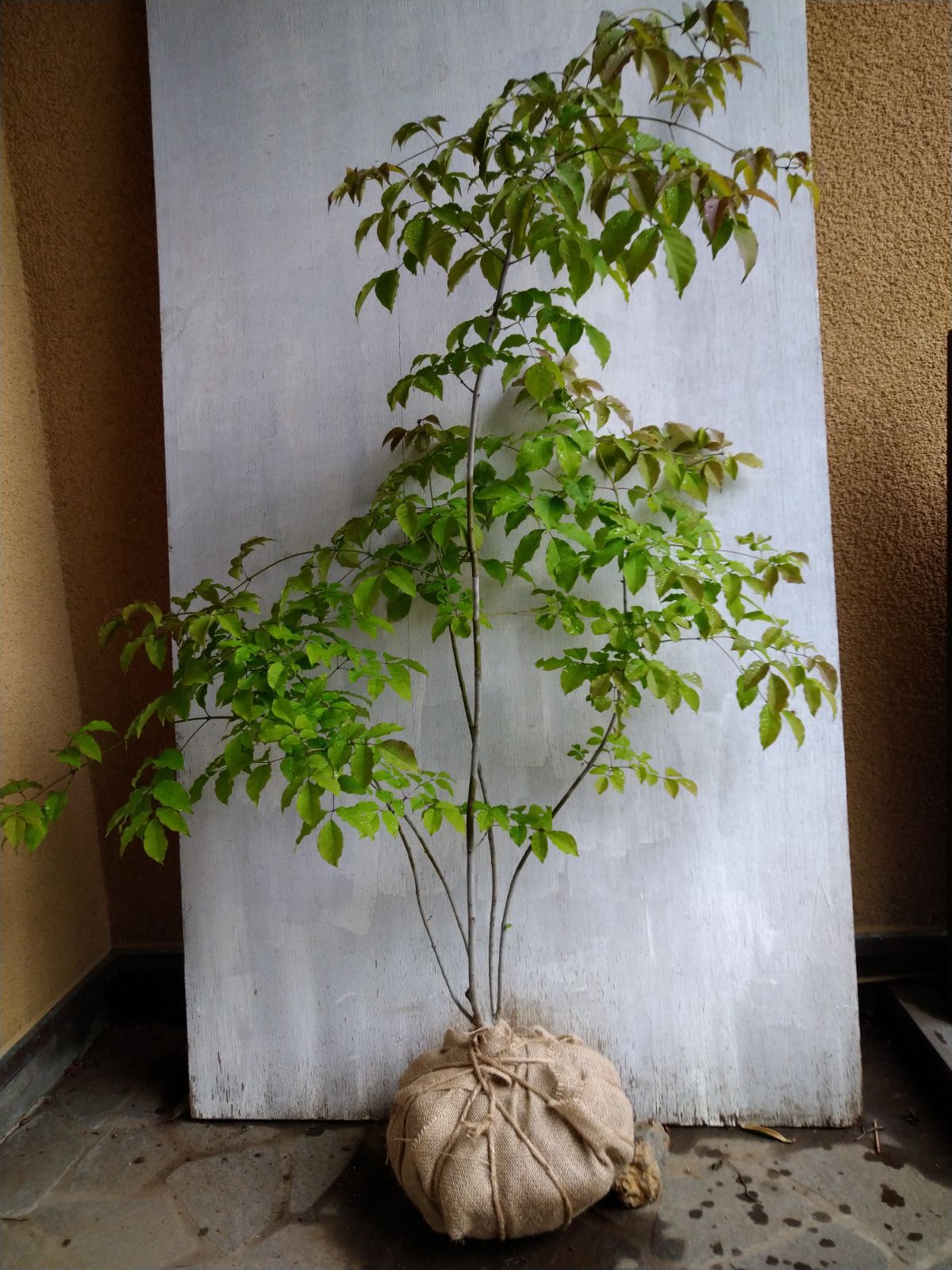 アオダモ株立ち