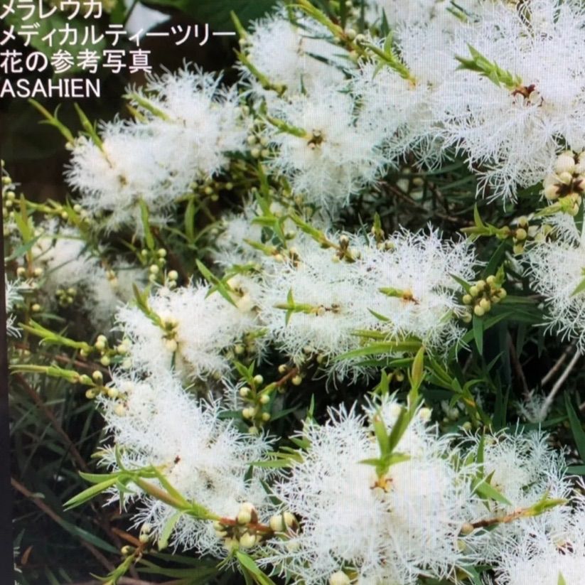 花苗】メラレウカメディカルティーツリー② 5号鉢メルカリ便発送