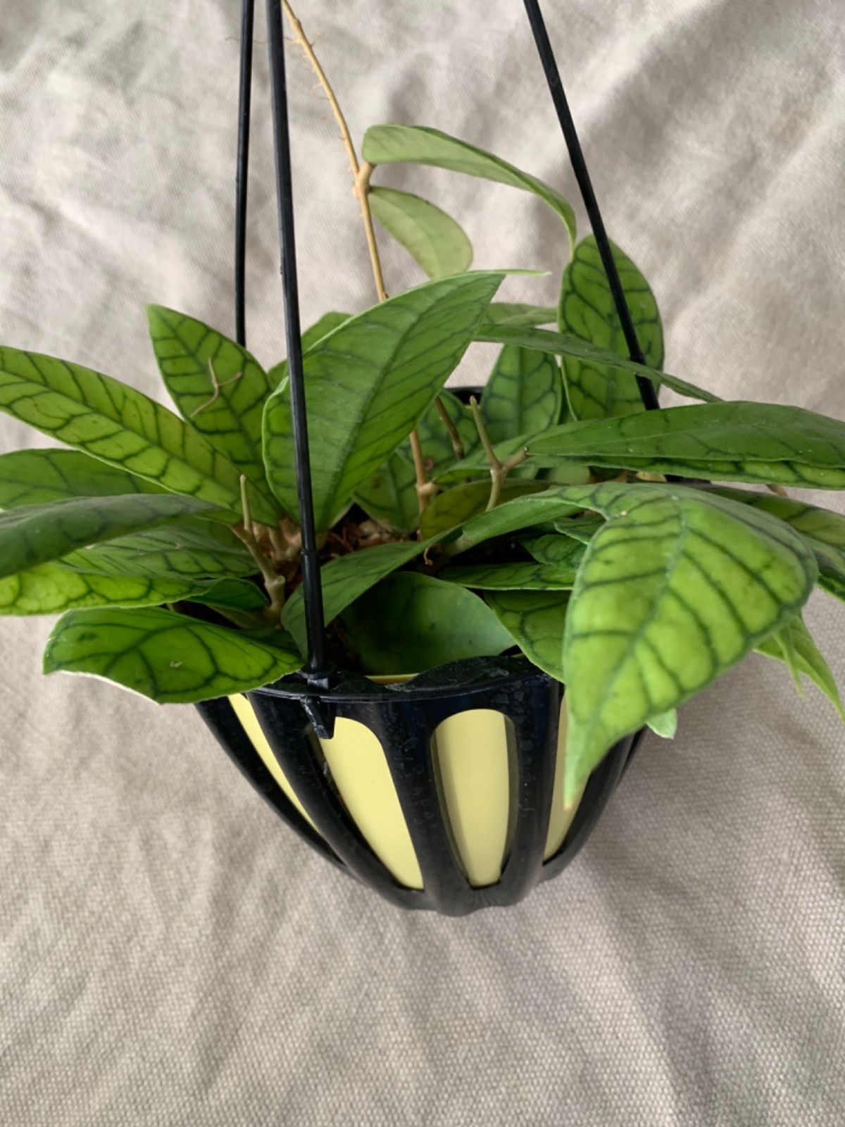 メルカリ便 ホヤ カリストフィラ 5号吊り鉢 - 植物/観葉植物