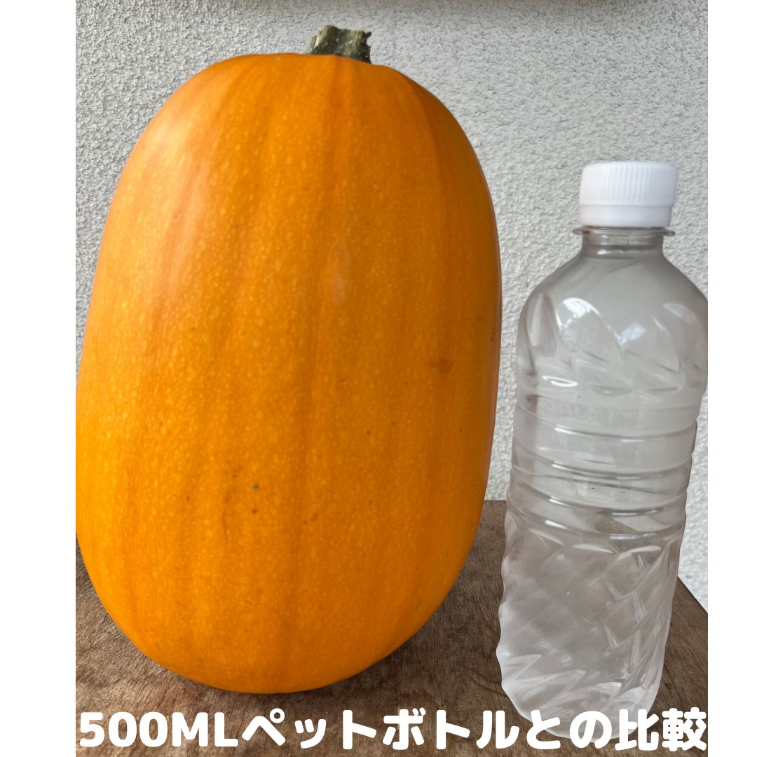 セリア ベロアパンプキン 3種類 ハロウィン - 置物