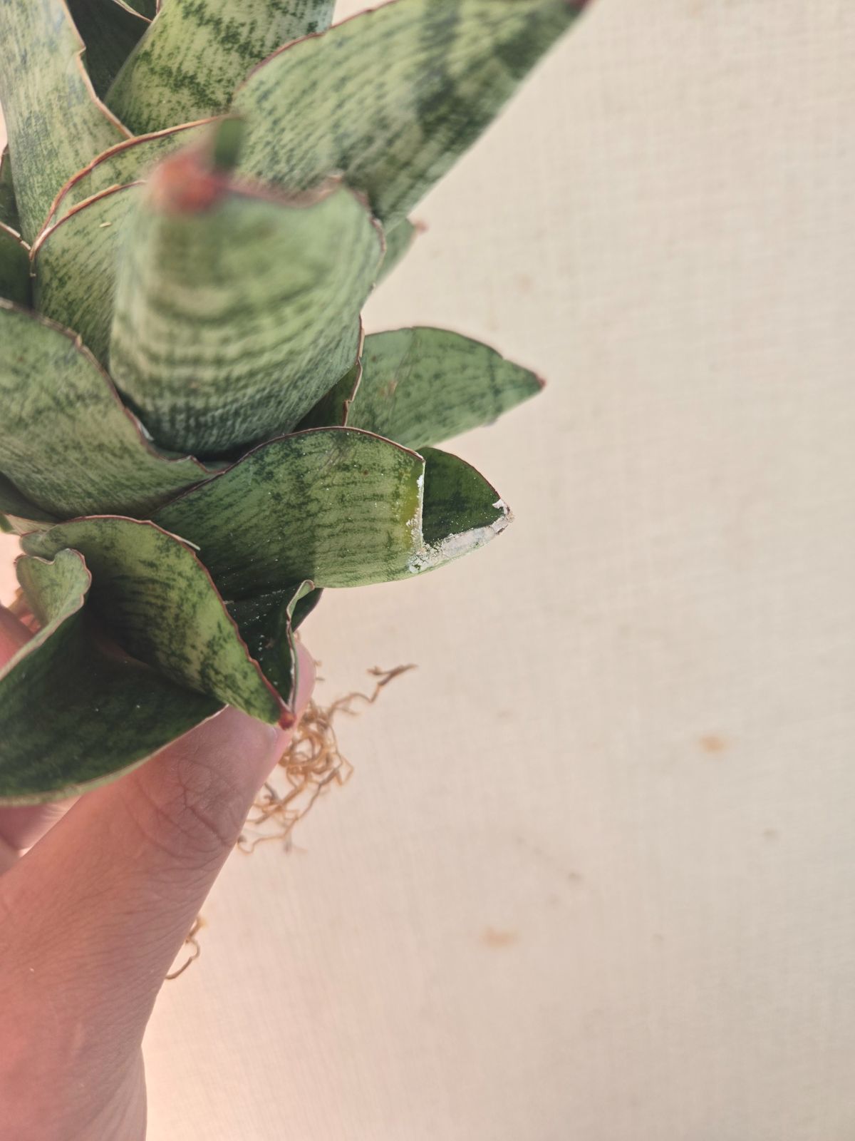 サンセベリア☆アンドロメダ 大株！特価！ - メルカリ