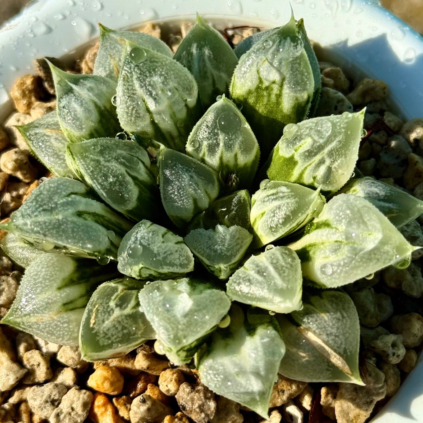 多肉植物 ハオルチア ラブハート錦 糊斑 【公式通販】