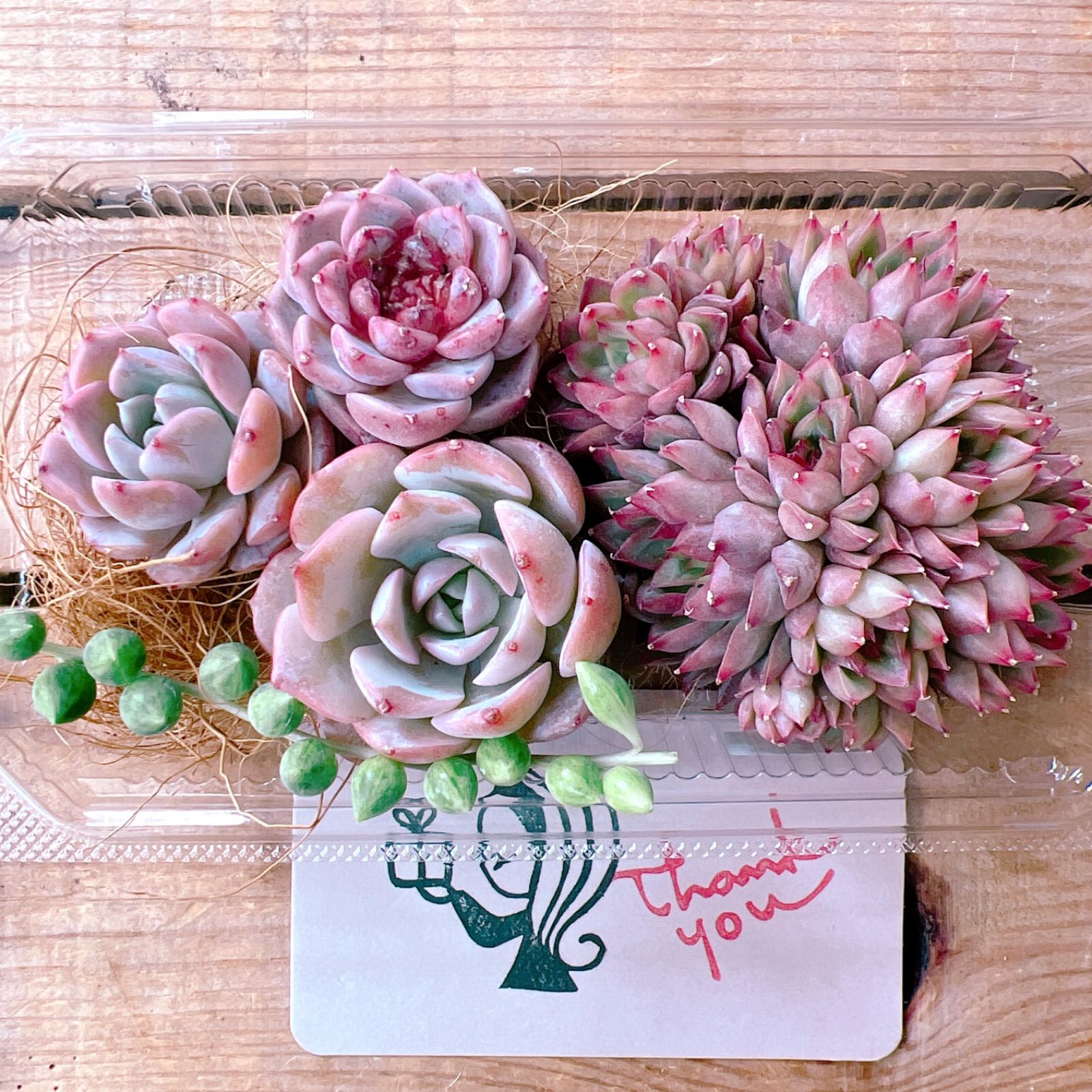 多肉植物 女雛群生 ＆ピンクの子セット 𝒩𝑜.3232 - メルカリ