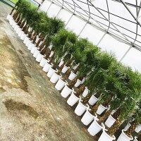 フェニックス ロベレニー