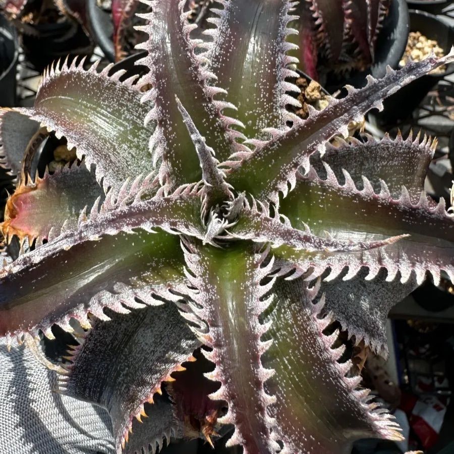 ☆専用☆ IMP. DEPARTURE、 BAM BOO、 SWITCHing I.M.P CDセット BAM