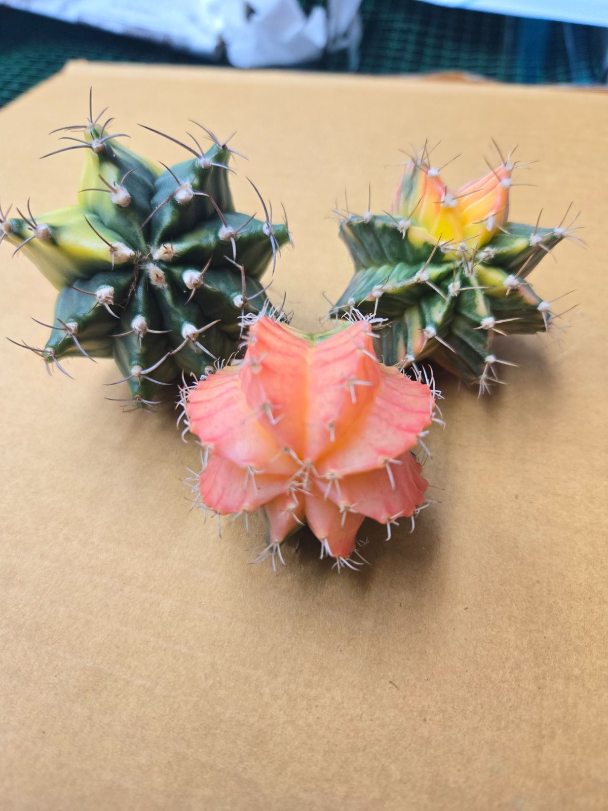 ギムノカリキウム☆緋牡丹錦 中株 3株セット！② - メルカリ