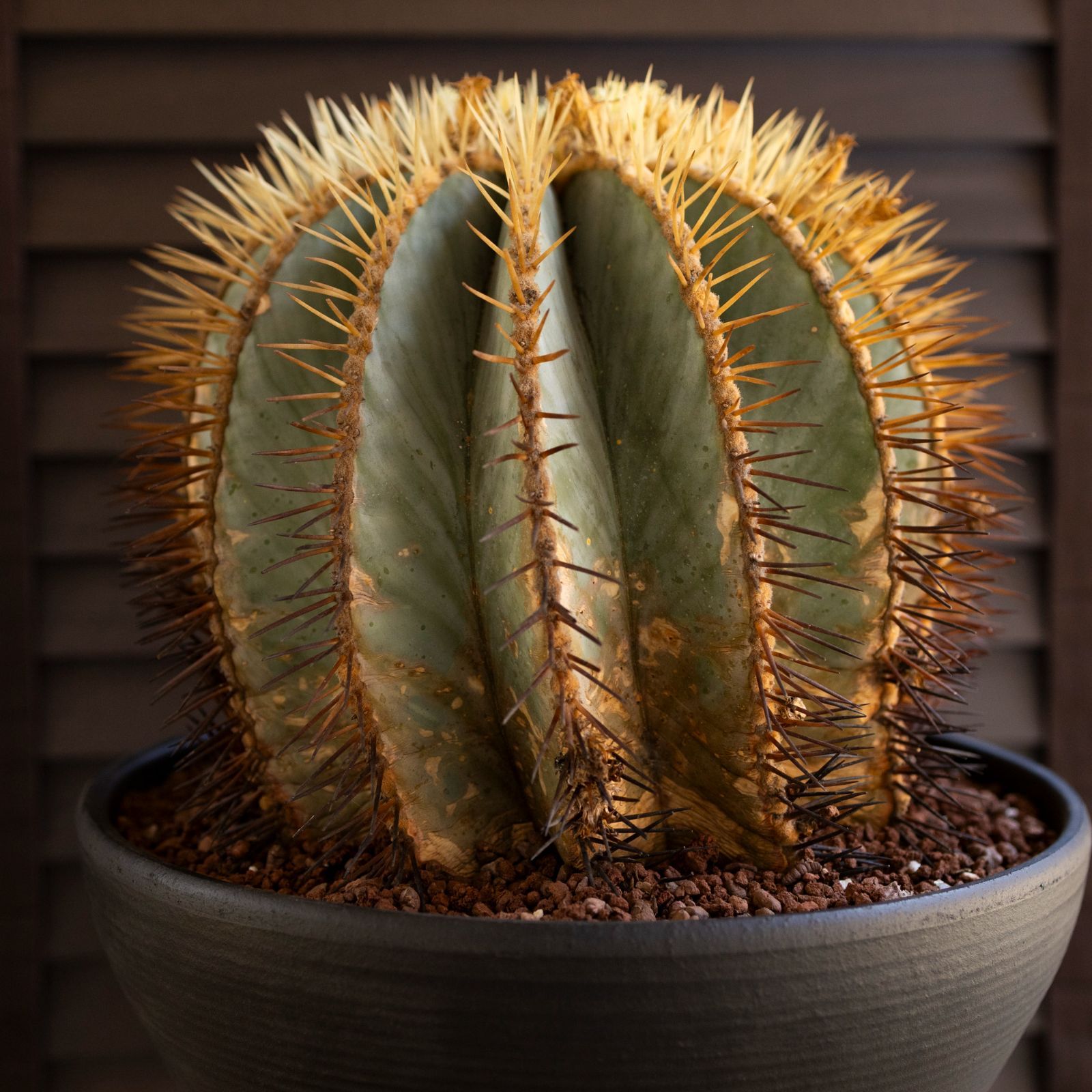 発根済】30cm 王冠竜 フェロカクタス ブルーバレルカクタス