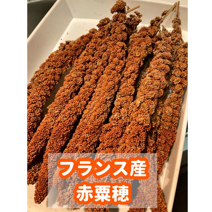 フランス産　赤粟穂　粟穂 フランス産 高級 赤粟の穂300gパック 赤粟穂 新鮮フレッシュ袋