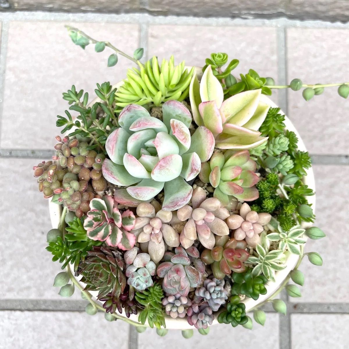 ☆多肉植物カット苗詰め合わせ☆寄せ植えセット☆ちまちま寄せ植え