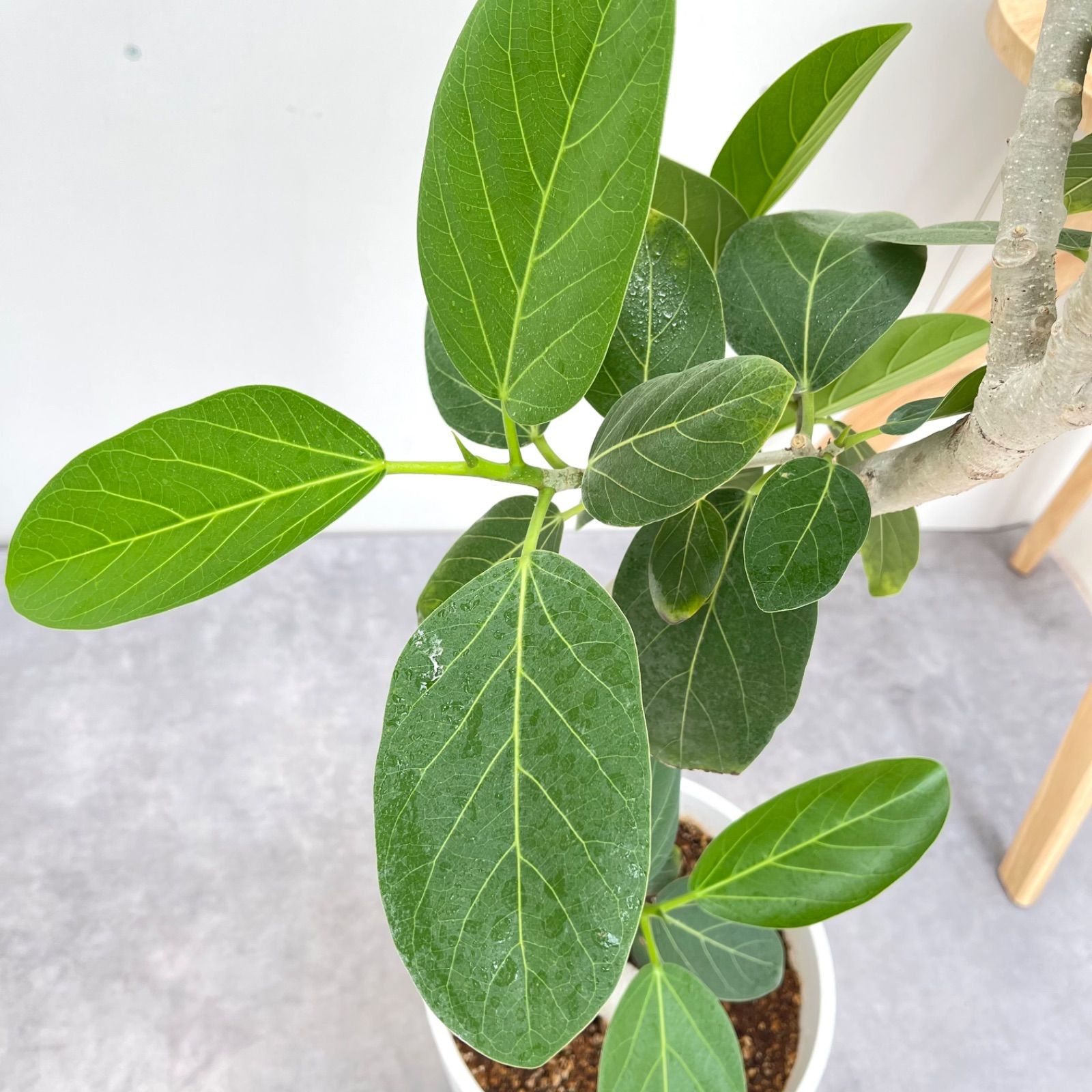 フィカス ベンガレンシス 曲がり 1【現品】観葉植物 大型 室内