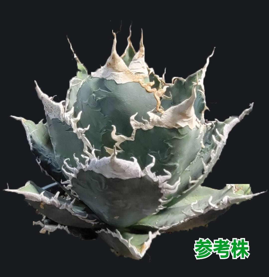 アガベ チタノタ界の人気No.1 白鯨 優良血統子株厳選 肉厚で幅広の葉に