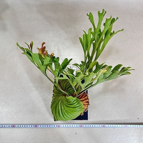 観葉植物 コウモリラン(ビカクシダ) リドレイ ワイルド 板付(現品