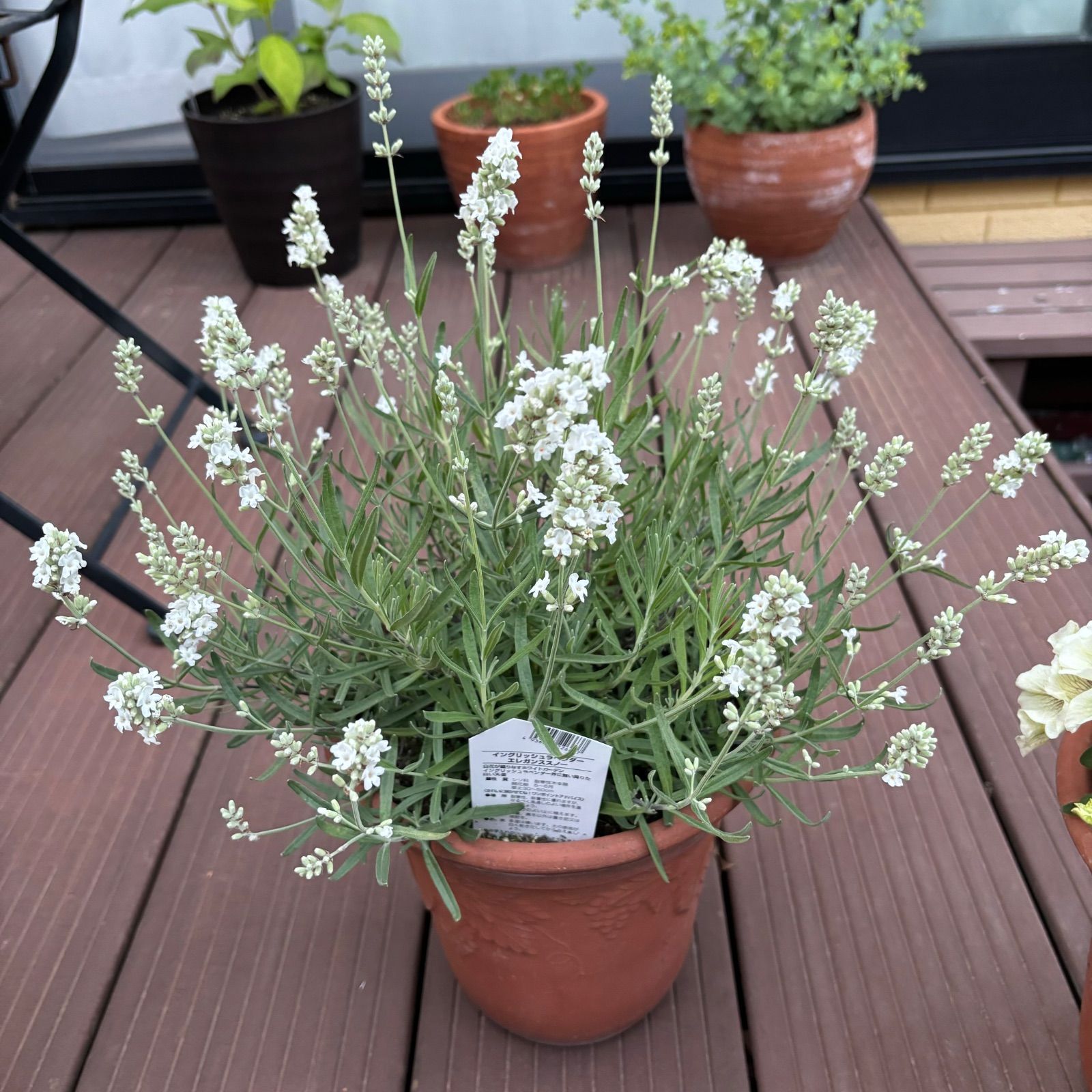 発根済み イングリッシュラベンダー エレガンススノー苗 ③ 5本 - メルカリ