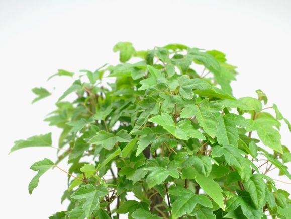 楓の寄せ植え 太幹