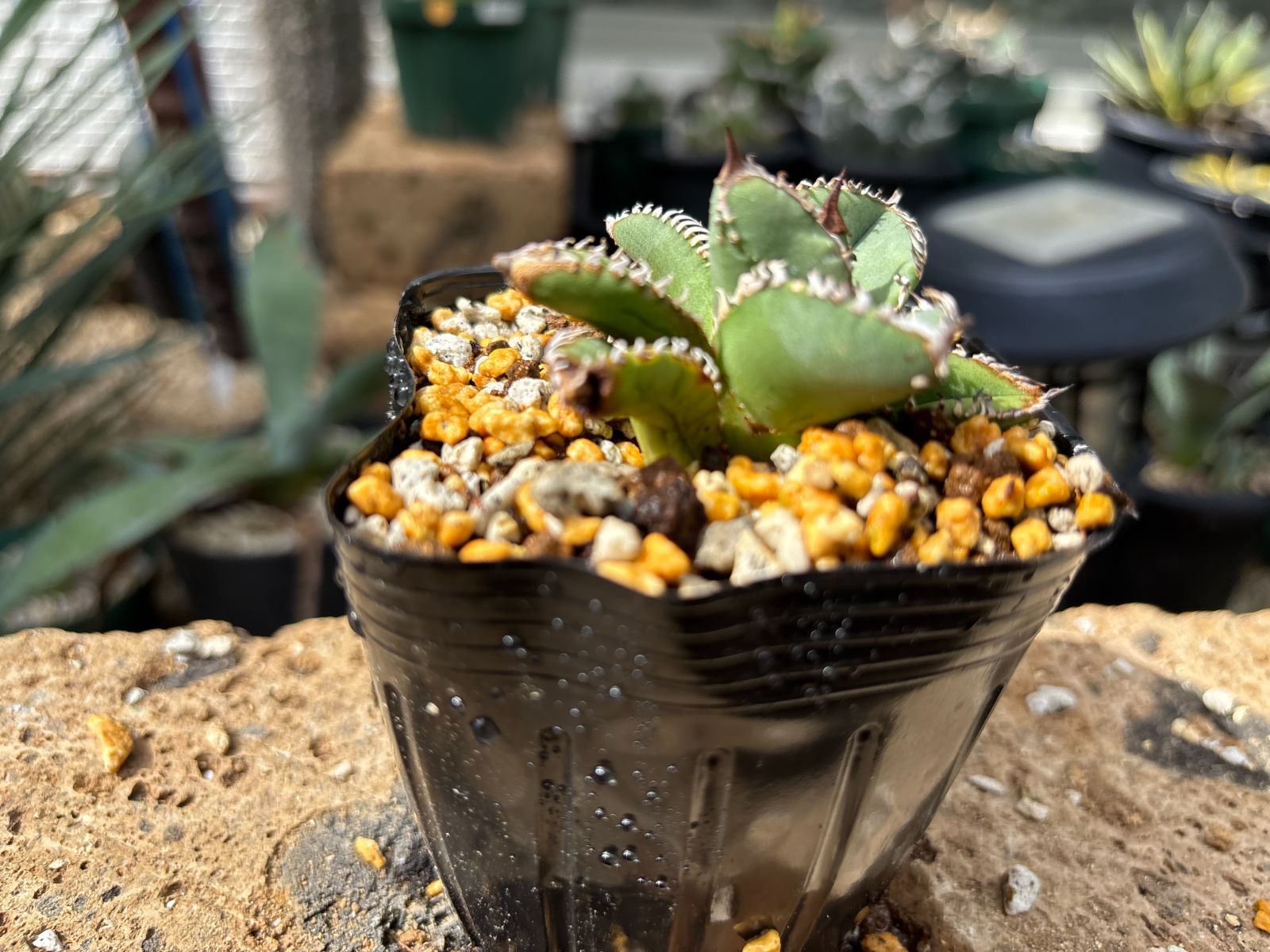 Dragon Agave産》アガベ チタノタ '麻花'（'麻花龍'）｜台湾