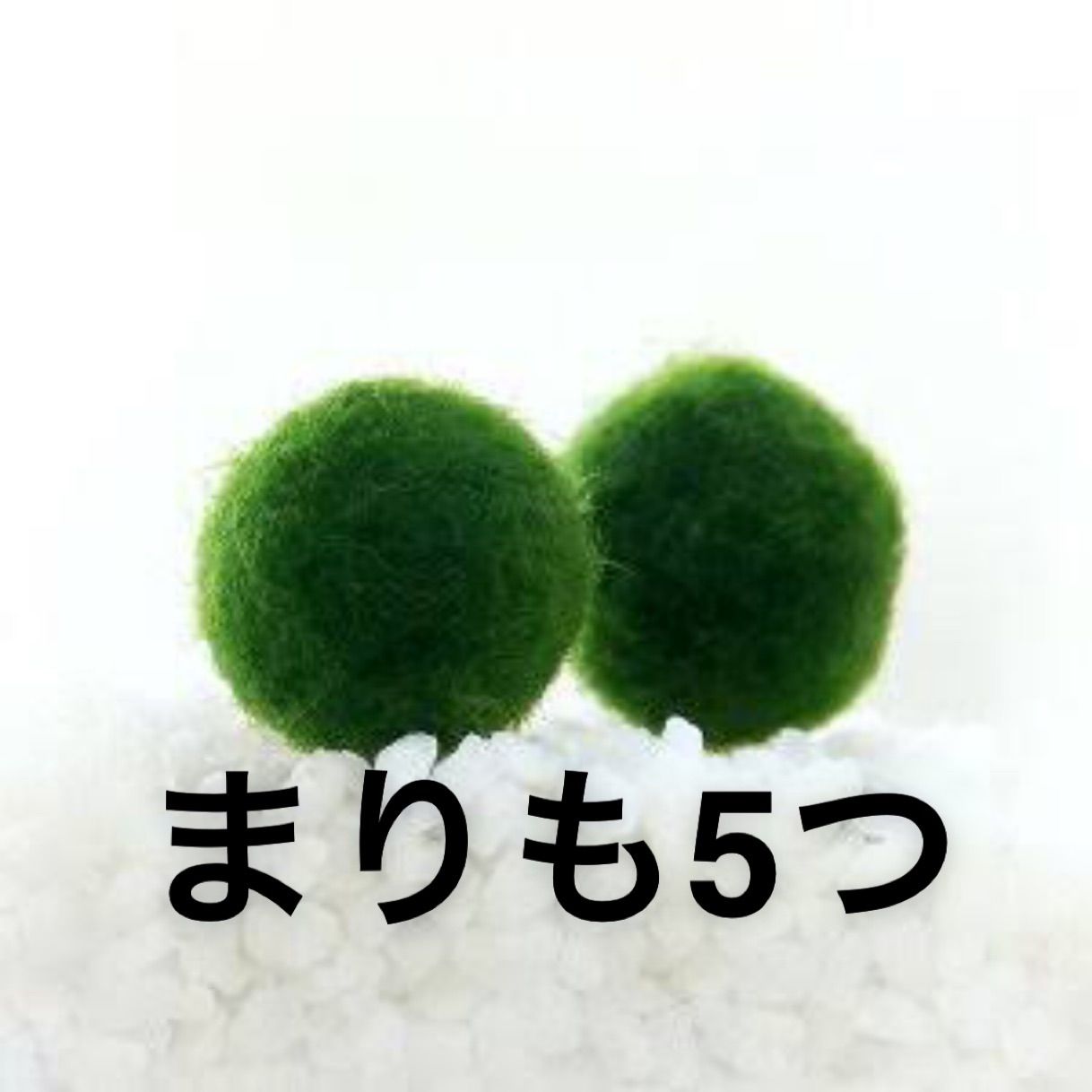 国産マリモ 約１cm 10個 癒しのマリモ無農薬 - 魚用品