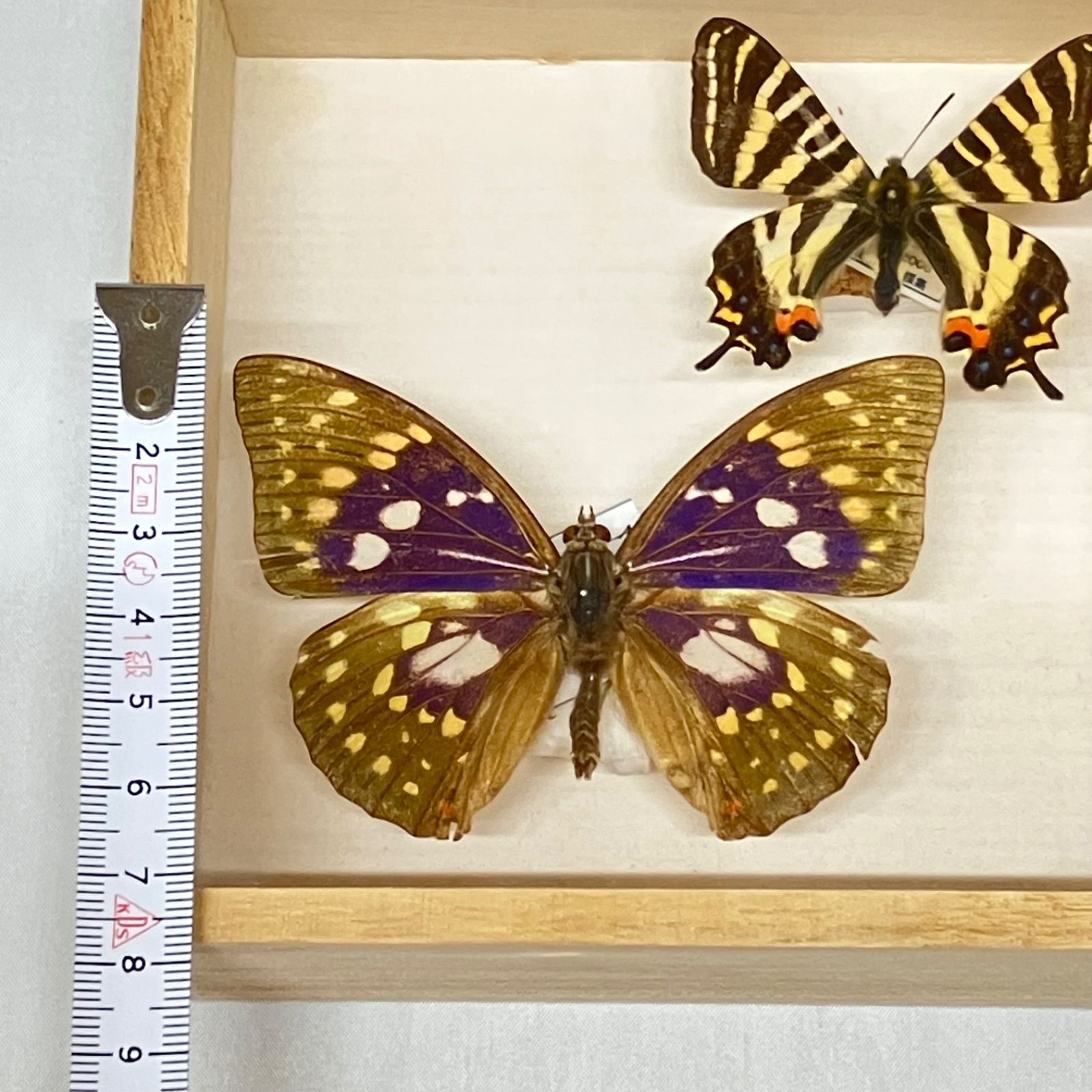 希少蝶の標本オオムラサキ等採取1982/1987等ケース約50x42x6cm 希少蝶の標本オオムラサキ等採取1982/1987等ケース約50x42x6cm