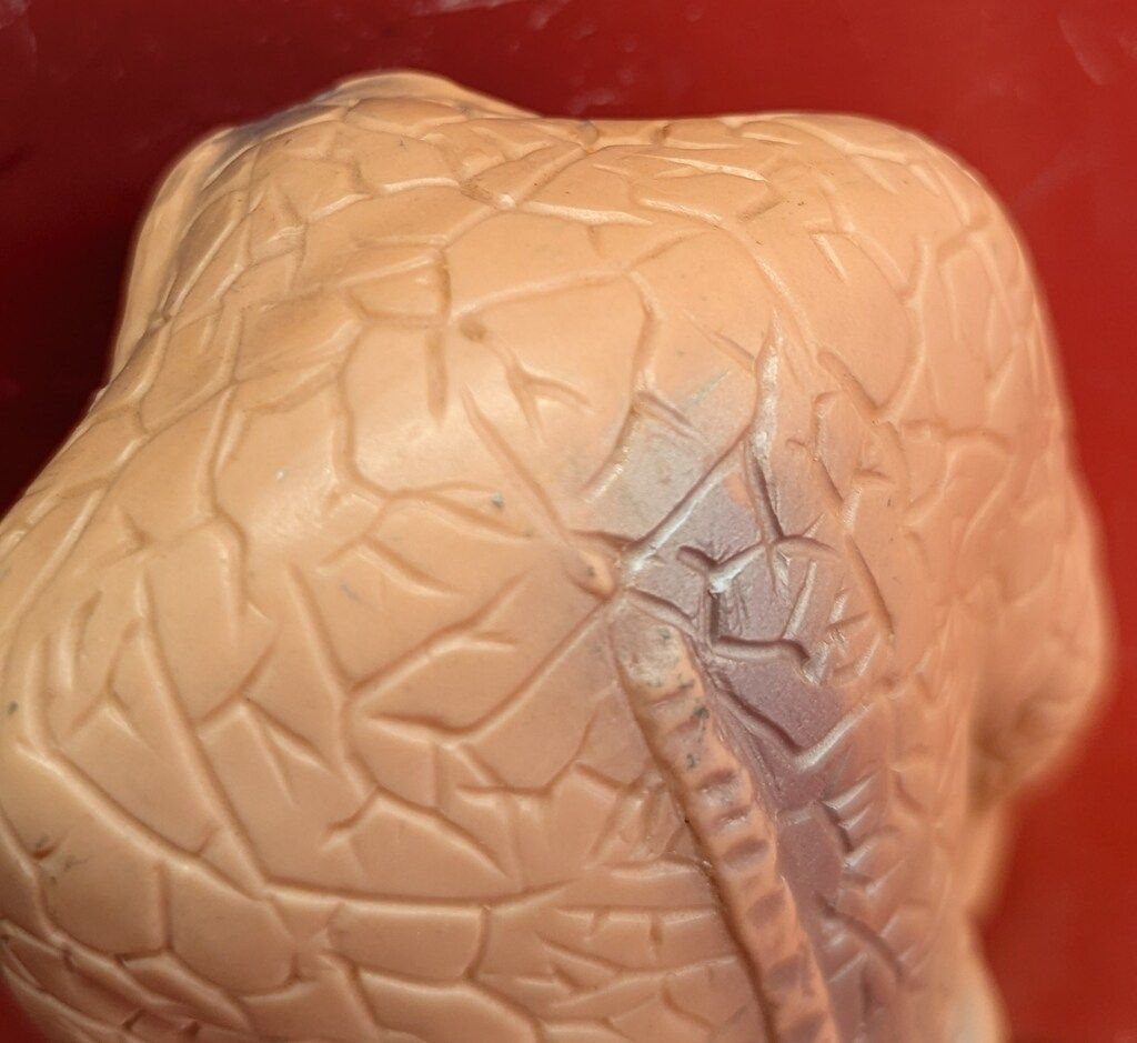 B-CLUB 復刻版怪獣シリーズ ブルマァク ジャミラ 肌色成型 1812 - メルカリ