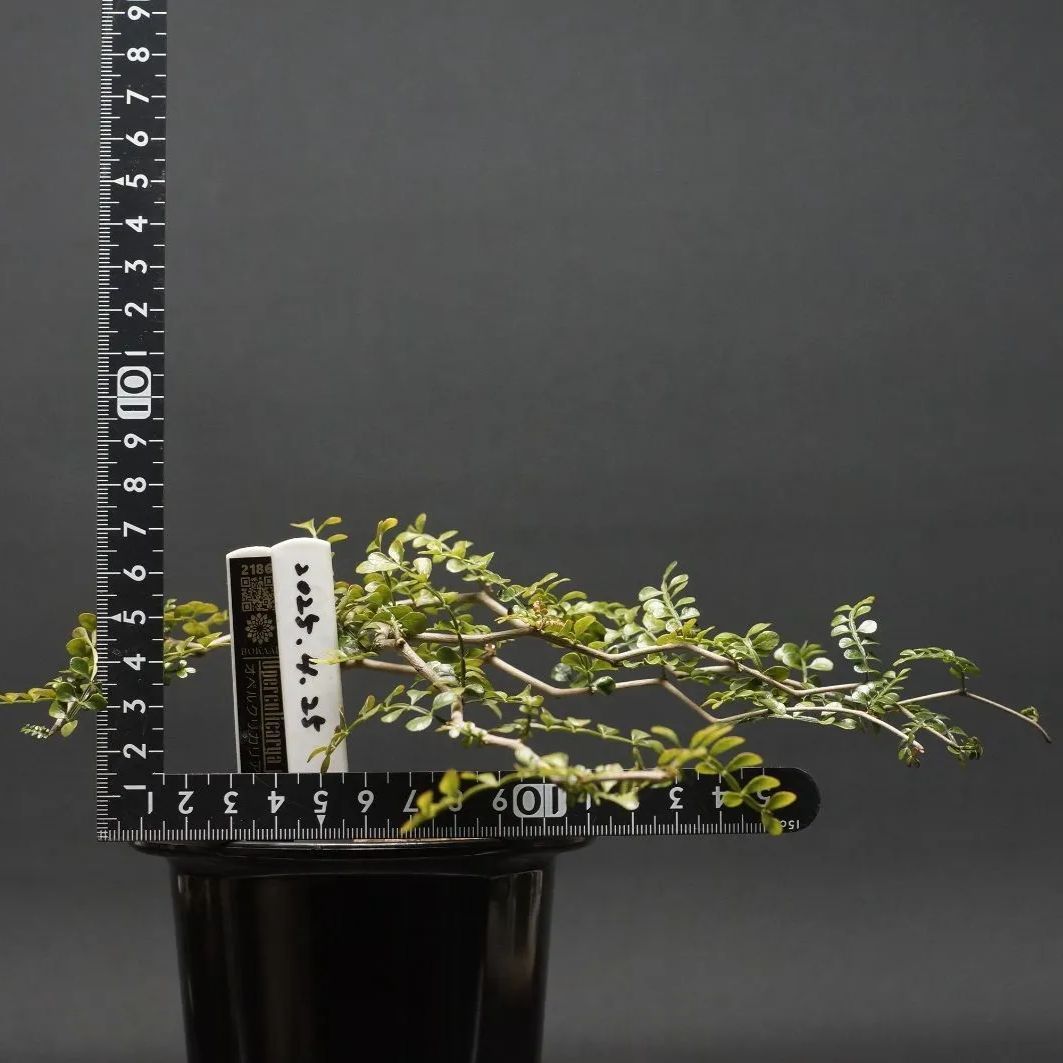 グラキリス　白肌　一本枝　スベスベ肌　コレクション　現地球　厳選 グラキリス 白肌 一本枝 スベスベ肌 コレクション 現地球 厳選