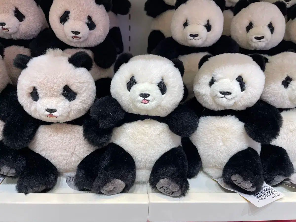 定価 ルイバオ フイバオ ボドルドール セット