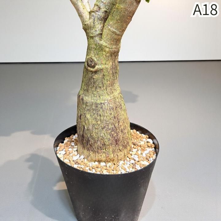 パキラ