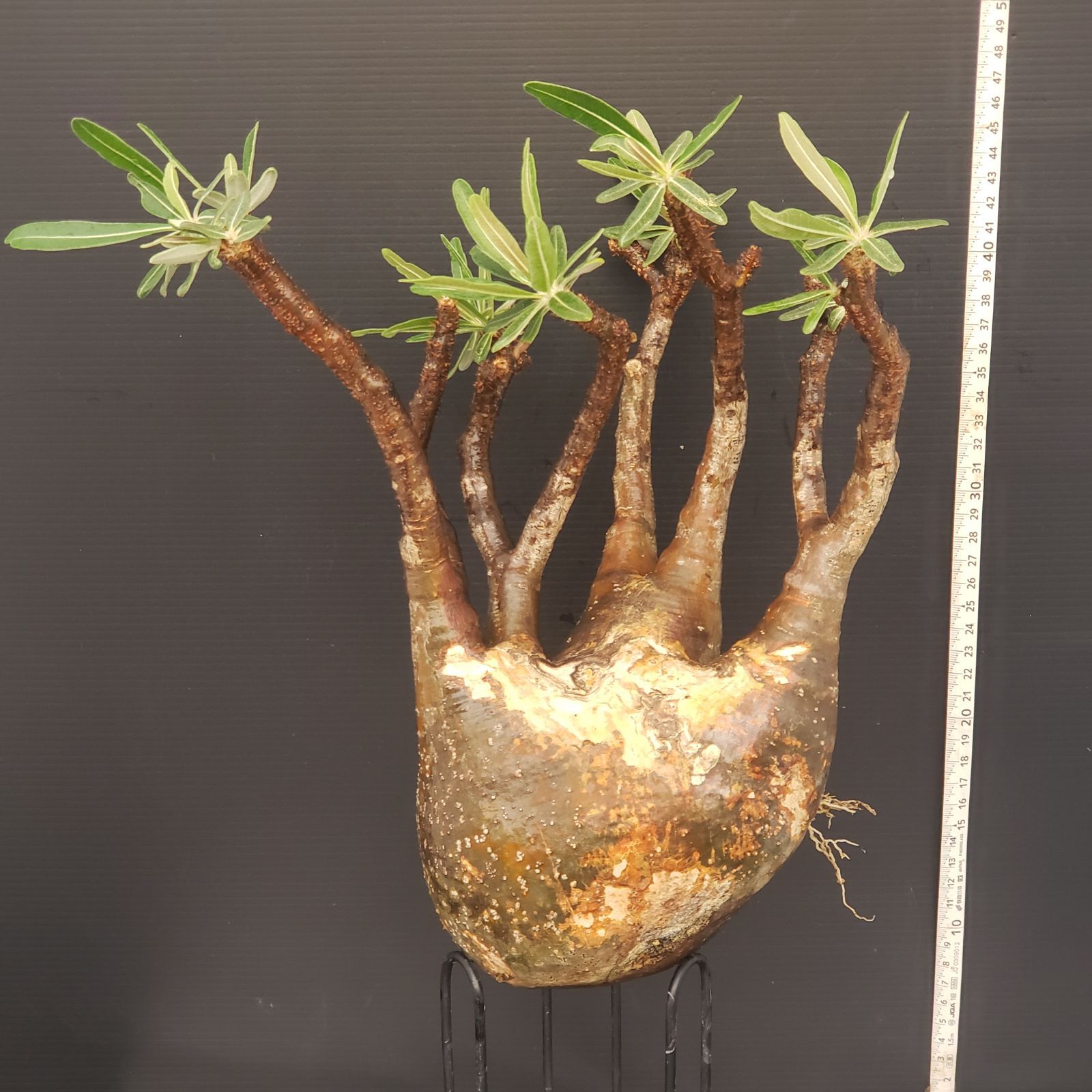 P293【自社養生・発根株】Pachypodium グラキリス（L）（現地球
