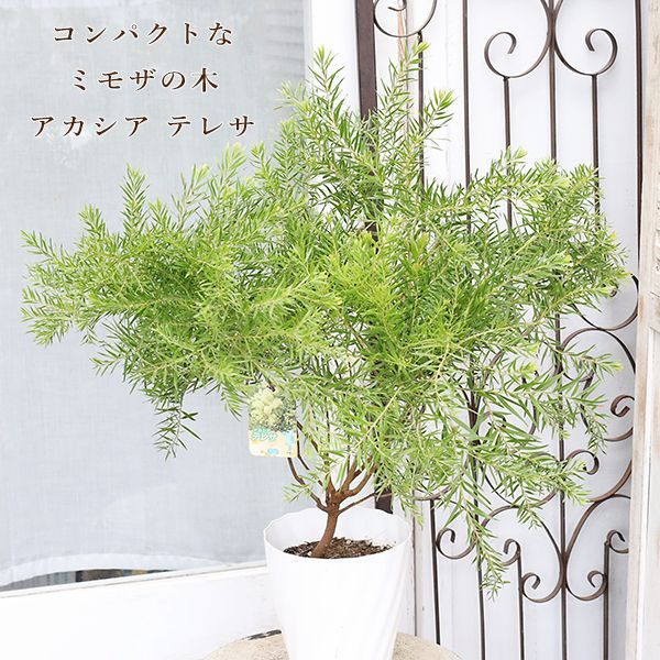 現品販売 常緑苗木 アカシア テレサ 5号 高さ65cm ミモザ 春に黄色の花