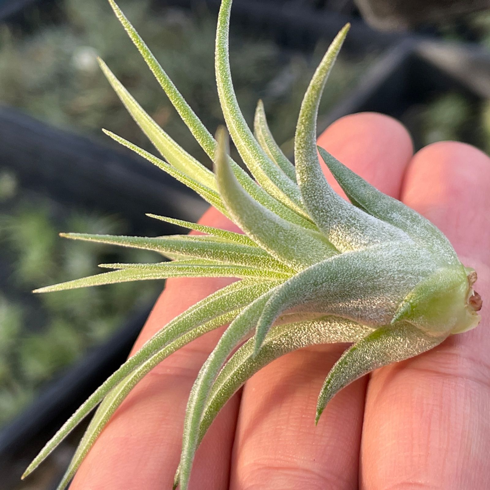 チランジア イオナンタ マキシマ アルビノ Tillandsia ionantha var