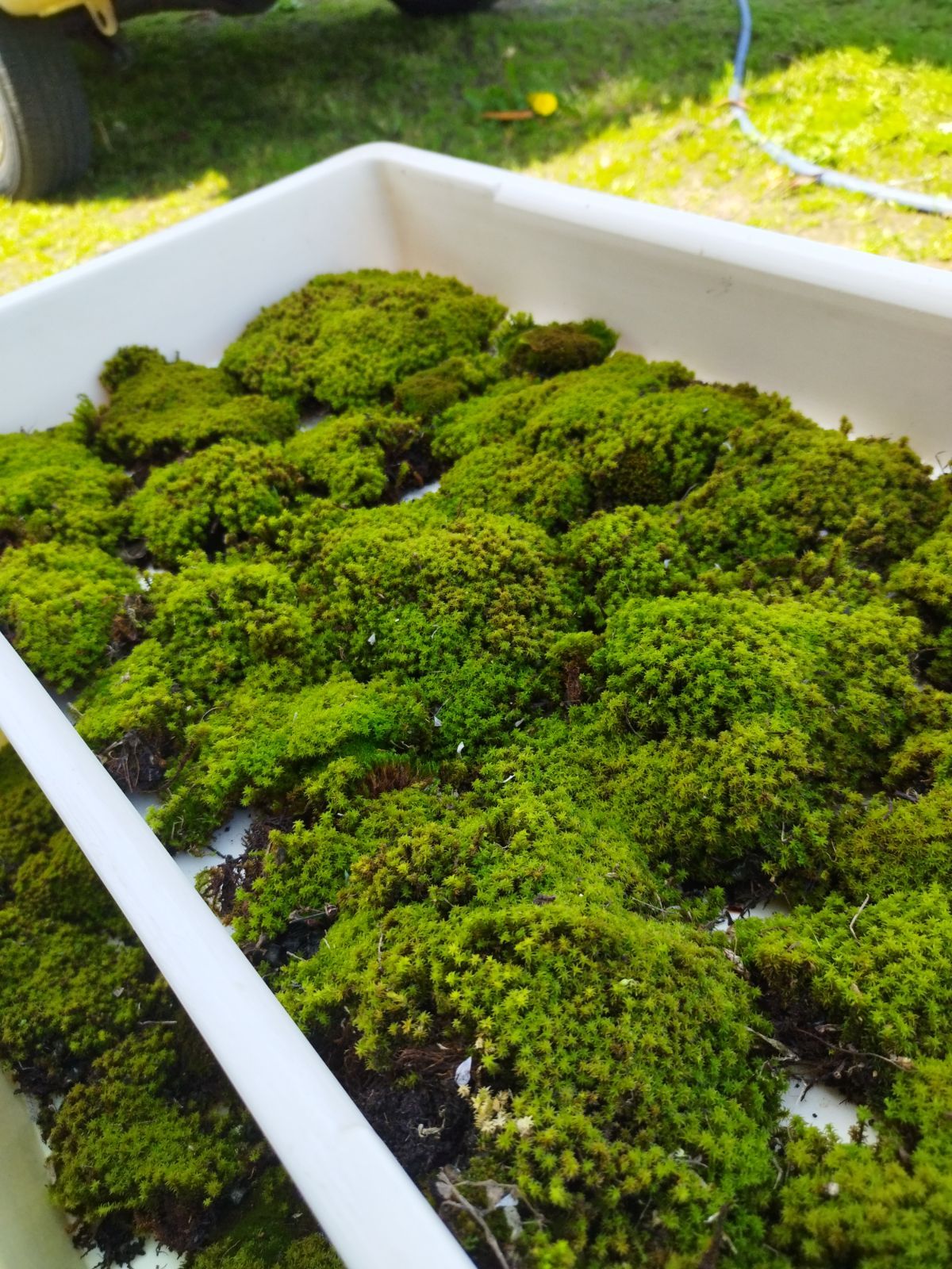 スナゴケ大容量 サイズ×⑩セット