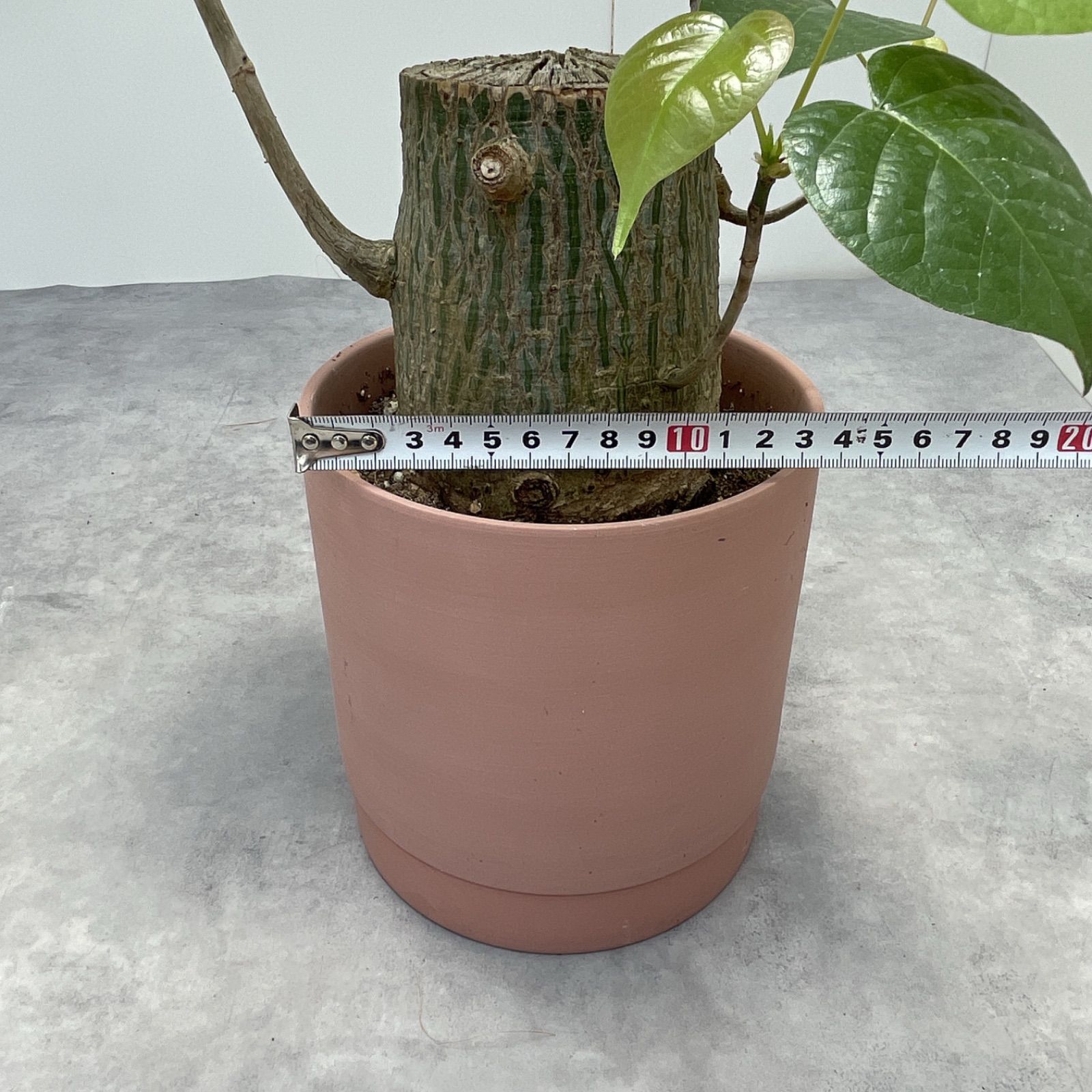 ボンバックス 切り株タイプ 2【現品】観葉植物-