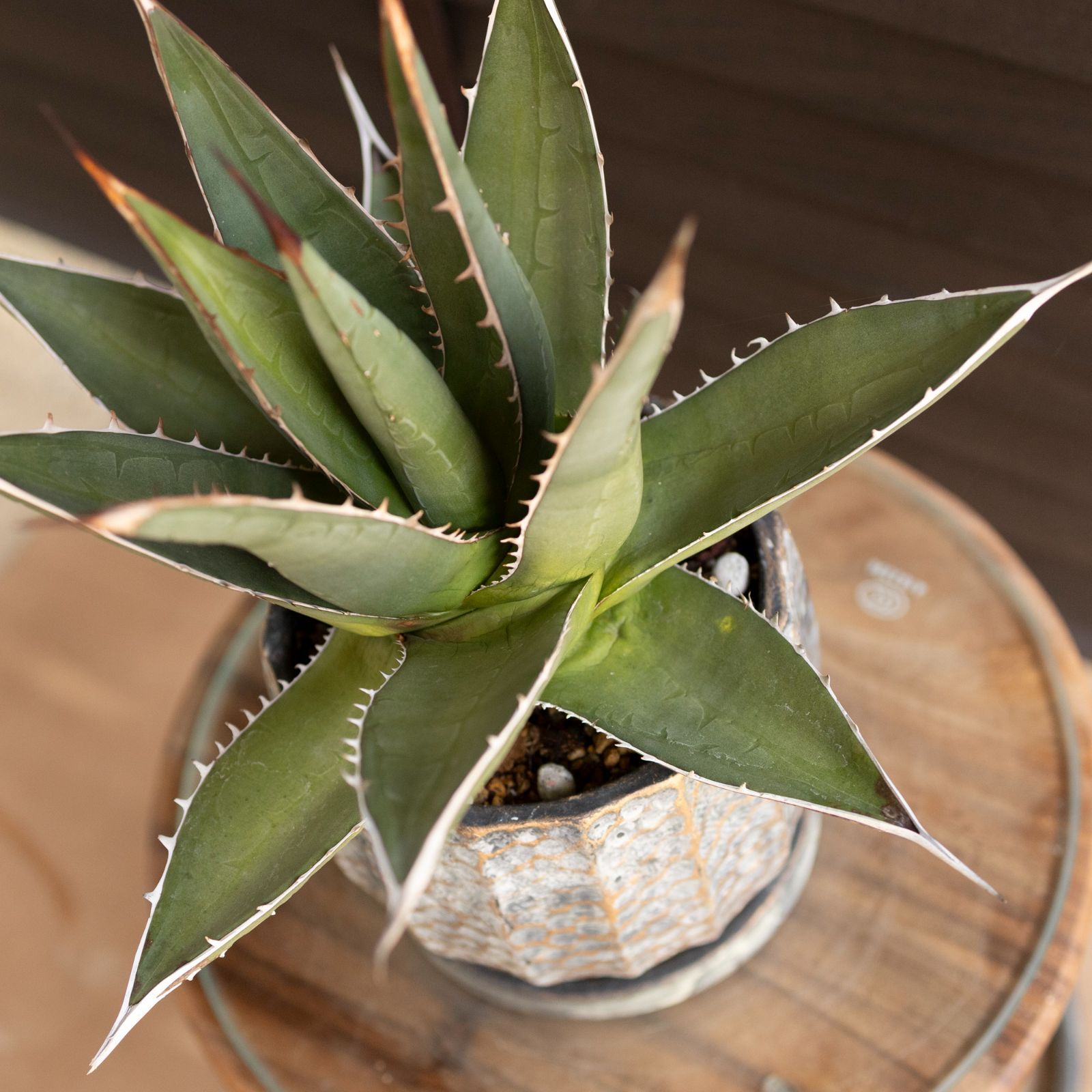 アガベ：パープソラム（帝釈天）3.5号 の通販 | 園芸ネット 裏棘