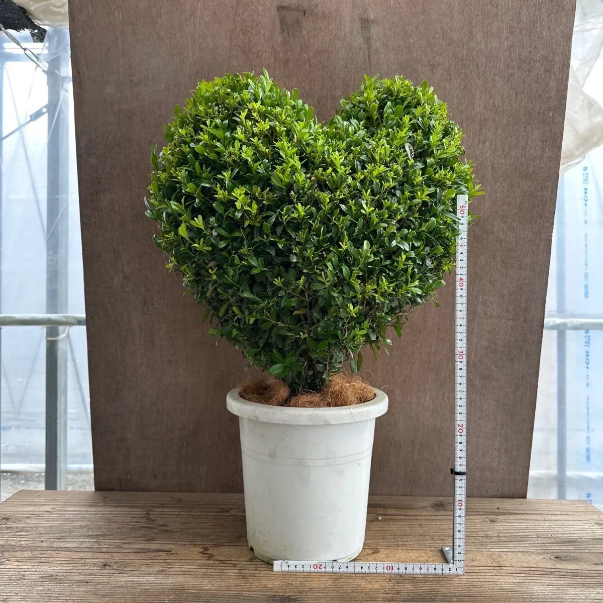 現品】ツゲ ウィンタージェム ハート ② 8号 1本 観葉植物 観葉