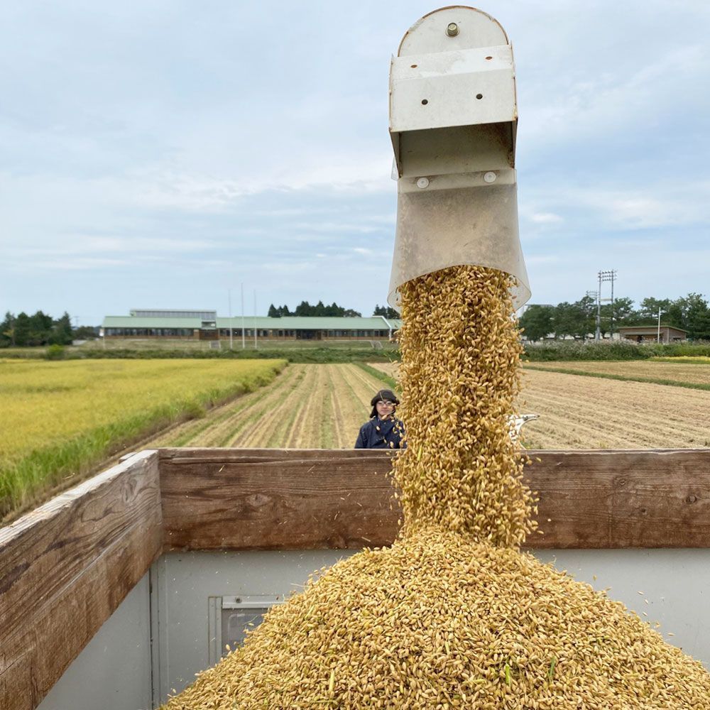 新米 青森県産 まっしぐら 精米5kg 令和5年産 古代米お試し袋付き