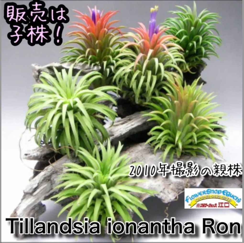 チランジア イオナンタ ロン Tillandsia ionantha Ron＊エア