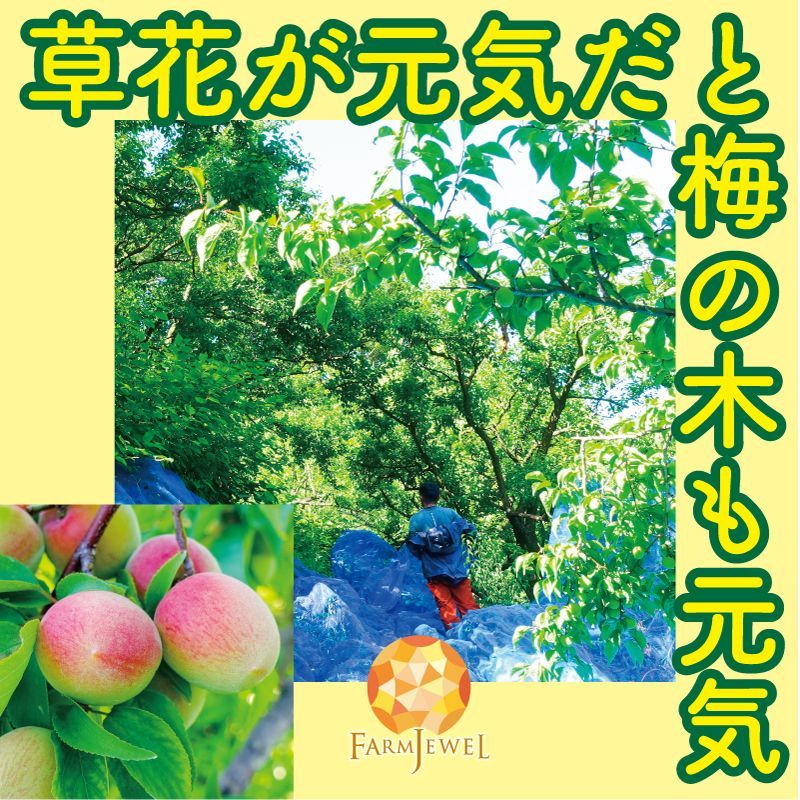 今ならまだ間に合う!!!] 完熟梅 南高梅 和歌山県 みなべ産 2kg 2L