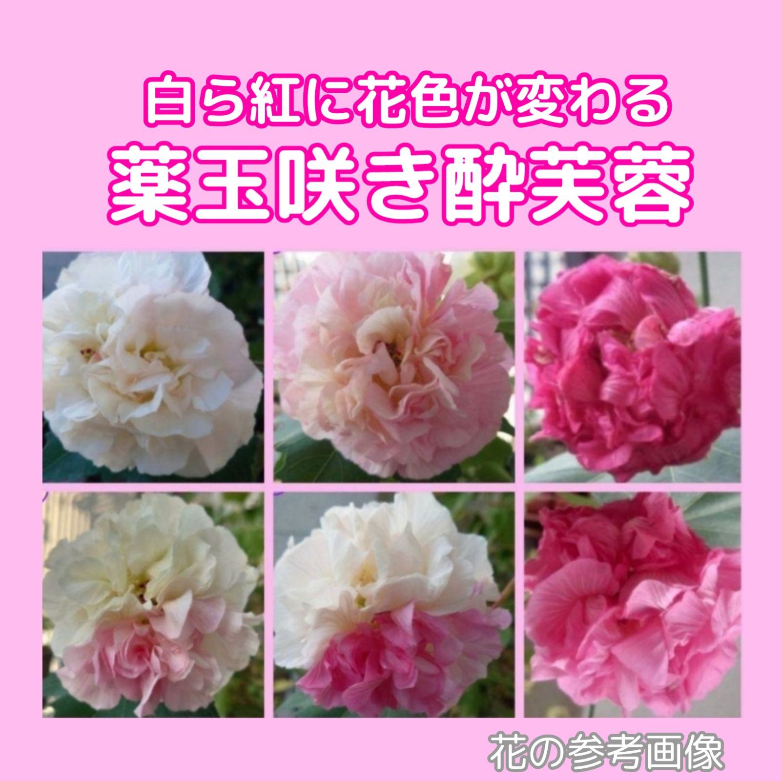 薬玉咲き酔芙蓉の挿し穂 1本☆おまけつき - メルカリ