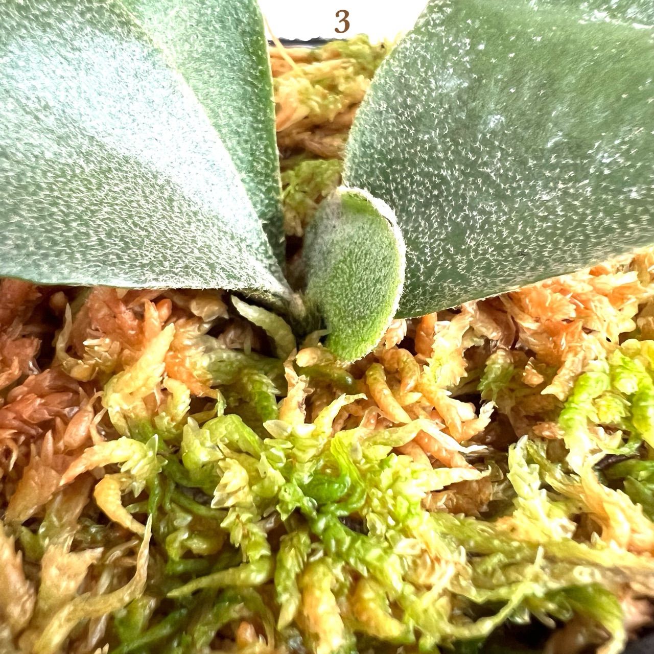 P. willinckii 'Finger Dancer' WILD JAVA ウィリンキーフィンガー