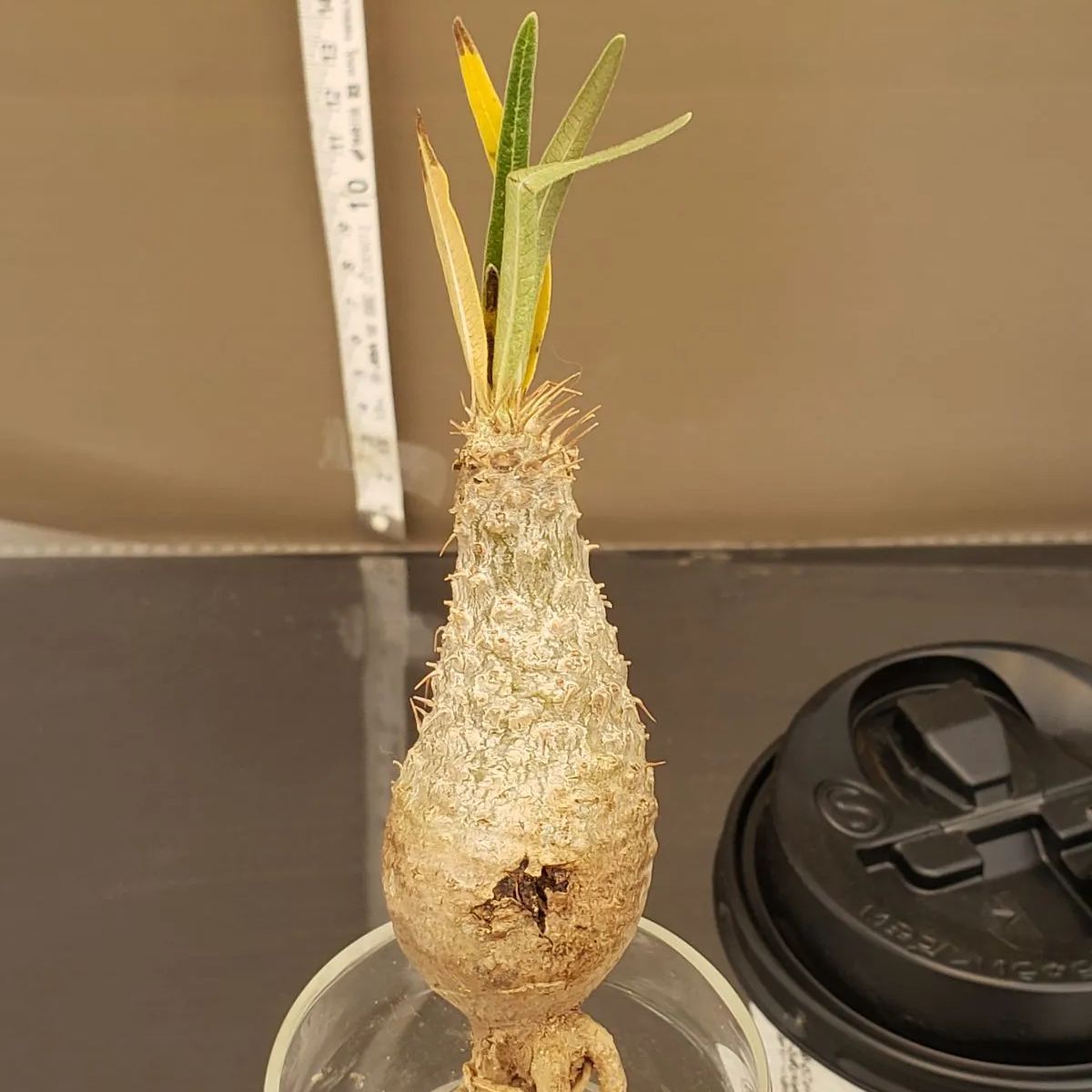 E038【最新到着】Pachypodium グラキリス（チビグラキ・SS）（現地球・抜き苗）【塊根植物】 - メルカリ