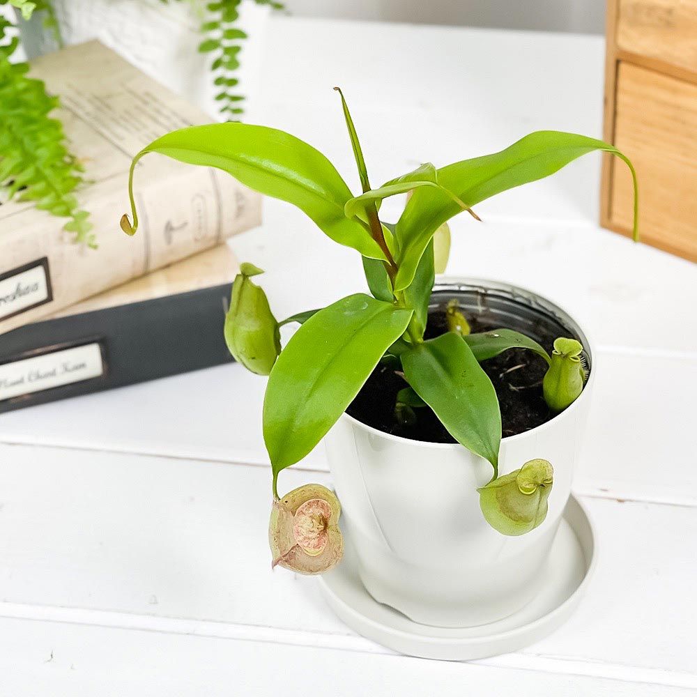 ペンネフロレピス マッチョ＋ネペンテス グラシリス スポート PLANCHU 食虫植物 ネペンテス グラシリス スポート 3.5号鉢
